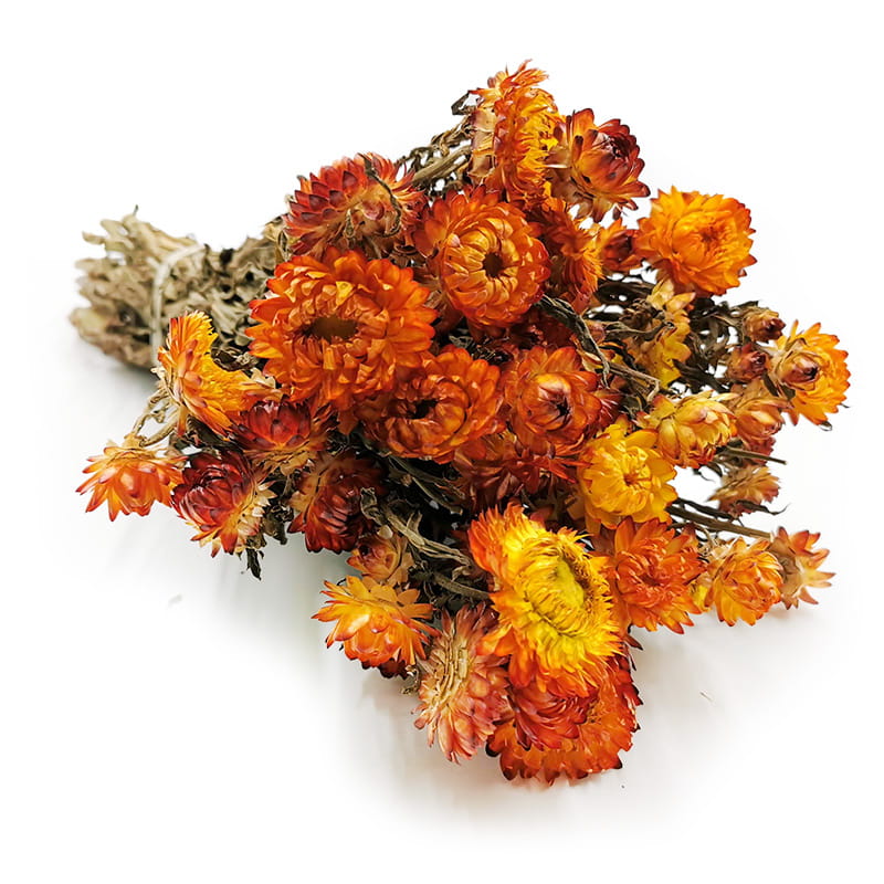Helichrysum bracteatum Dried - Everlasting Flower - Orange