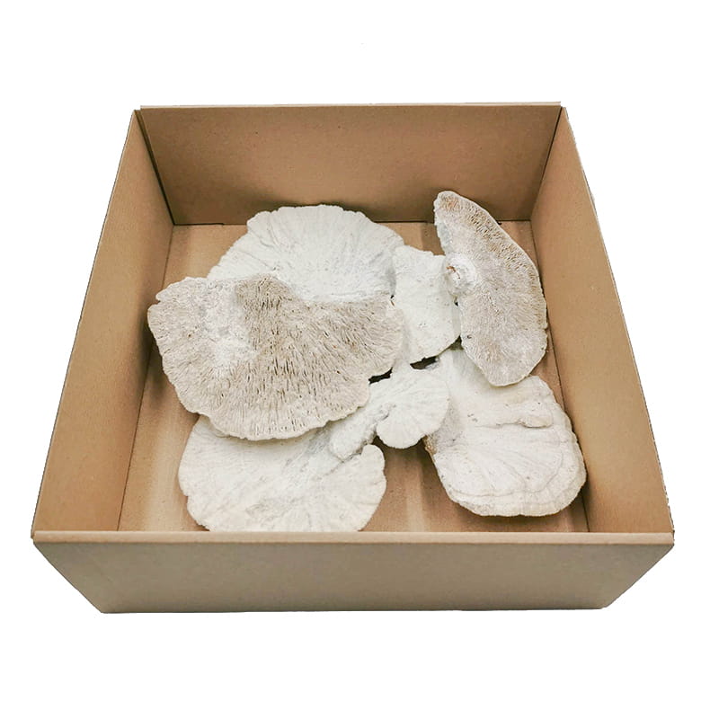 Dried Sponge Mushroom White - 1 piece