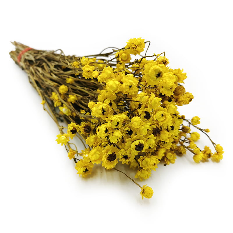 Dried Ammobium Alatum - Winged Everlasting - Yellow