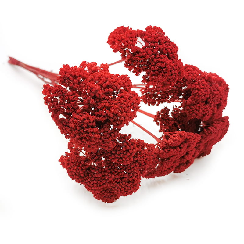 Dried Yarrow - Achillea - Red