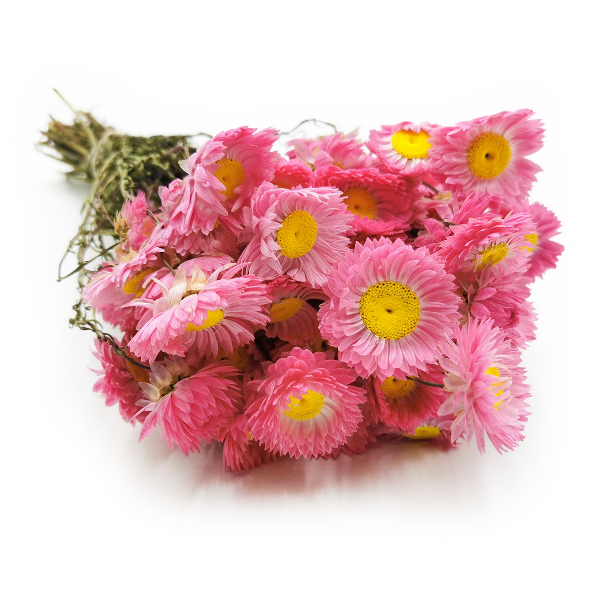 Dried Acroclinium - Pink