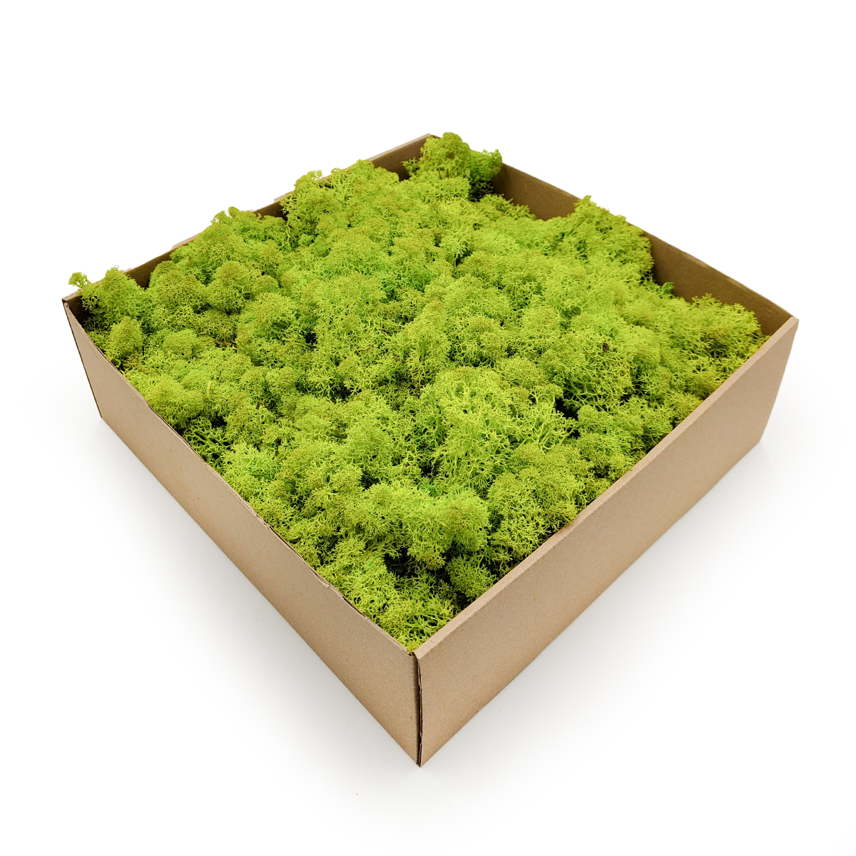 Reindeer Moss - Norwegian-  Spring Green 5kg NET