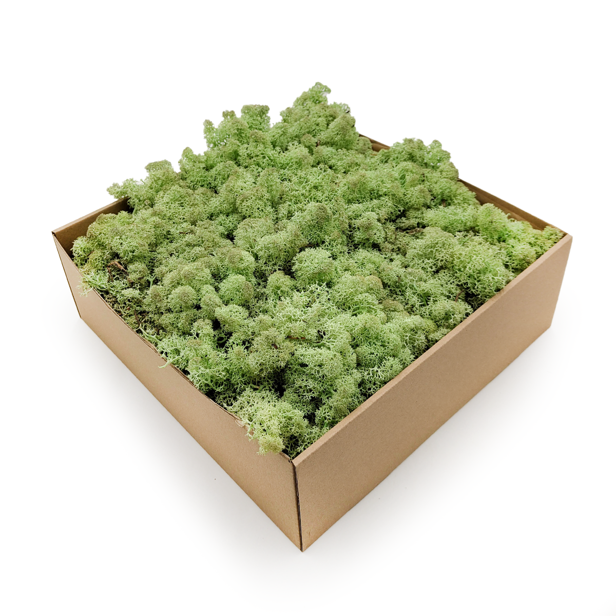 Reindeer Moss - Norwegian-  Mint Green 5kg NET