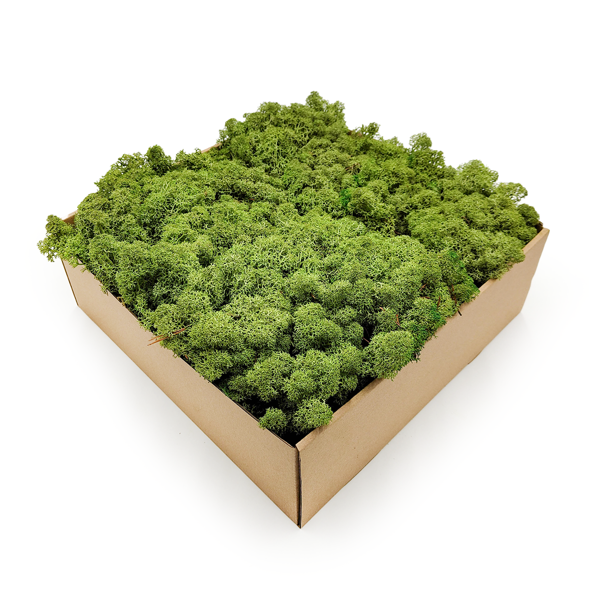 Reindeer Moss - Norwegian-  Medium Green 2.5kg NET