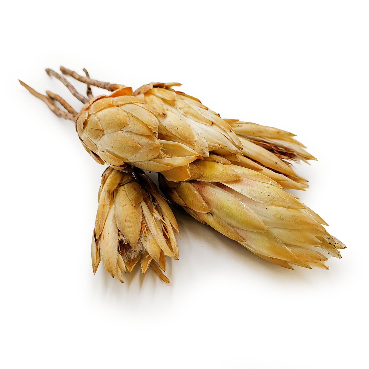 Dried Protea (Protea Repens) - Cream 5 pieces