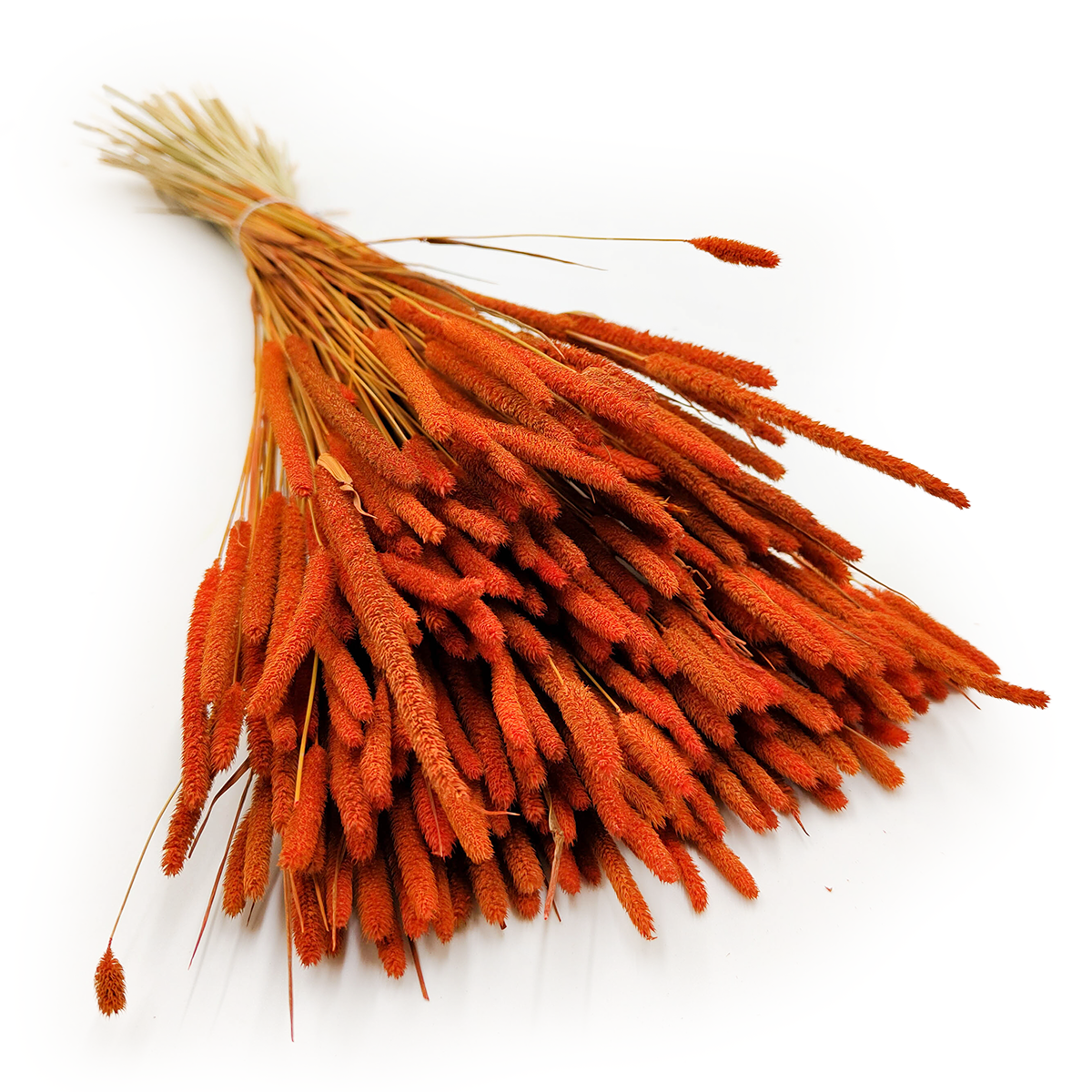 Dried Timothy Grass - Orange