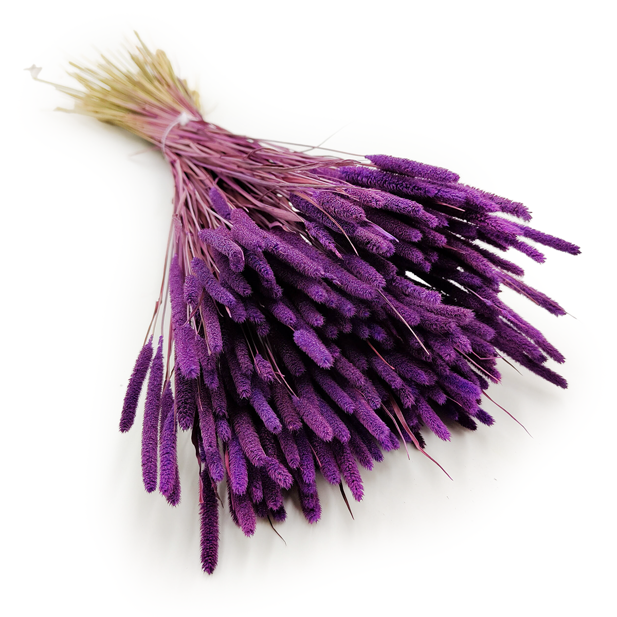 Dried Timothy Grass - Purple