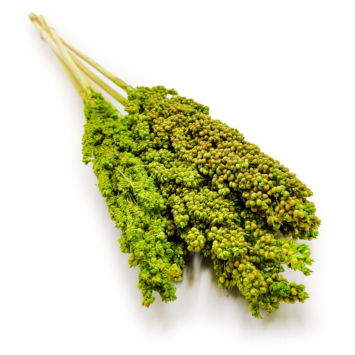 Sorghum Millet - Celadon - bouquet 5pcs