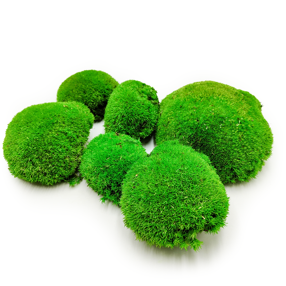 Ball Moss – Medium Green Natural – 0.5m² (100x50cm) – Sweden