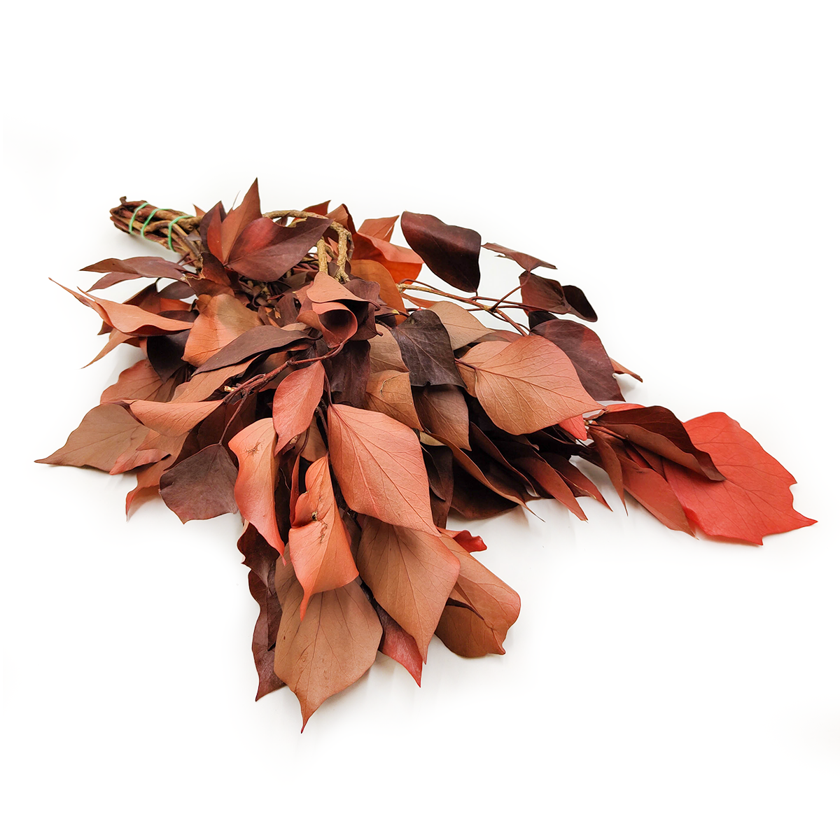 Preserved Ivy - Red