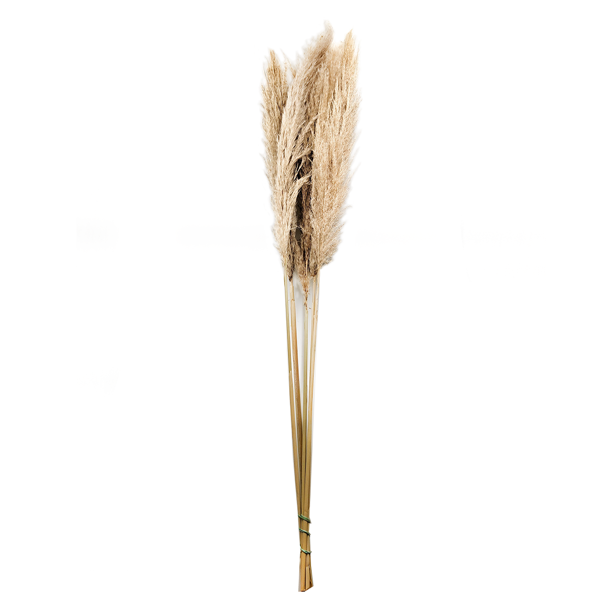 Pampas Grass - (Cortaderia Selloana) - 5pcs bouquet