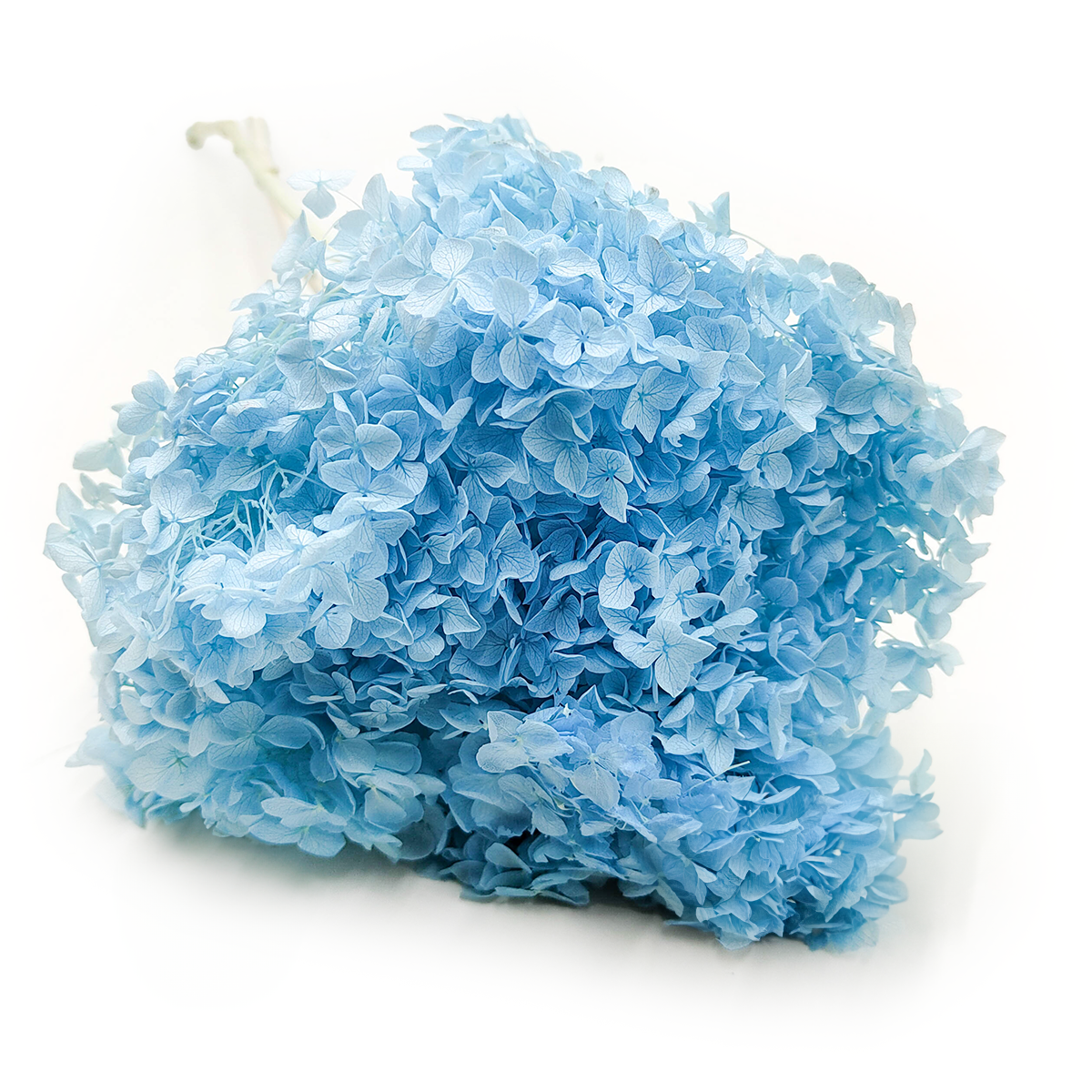 Hydrangea Preserved - (Hydrangea Cabeza) - Blue