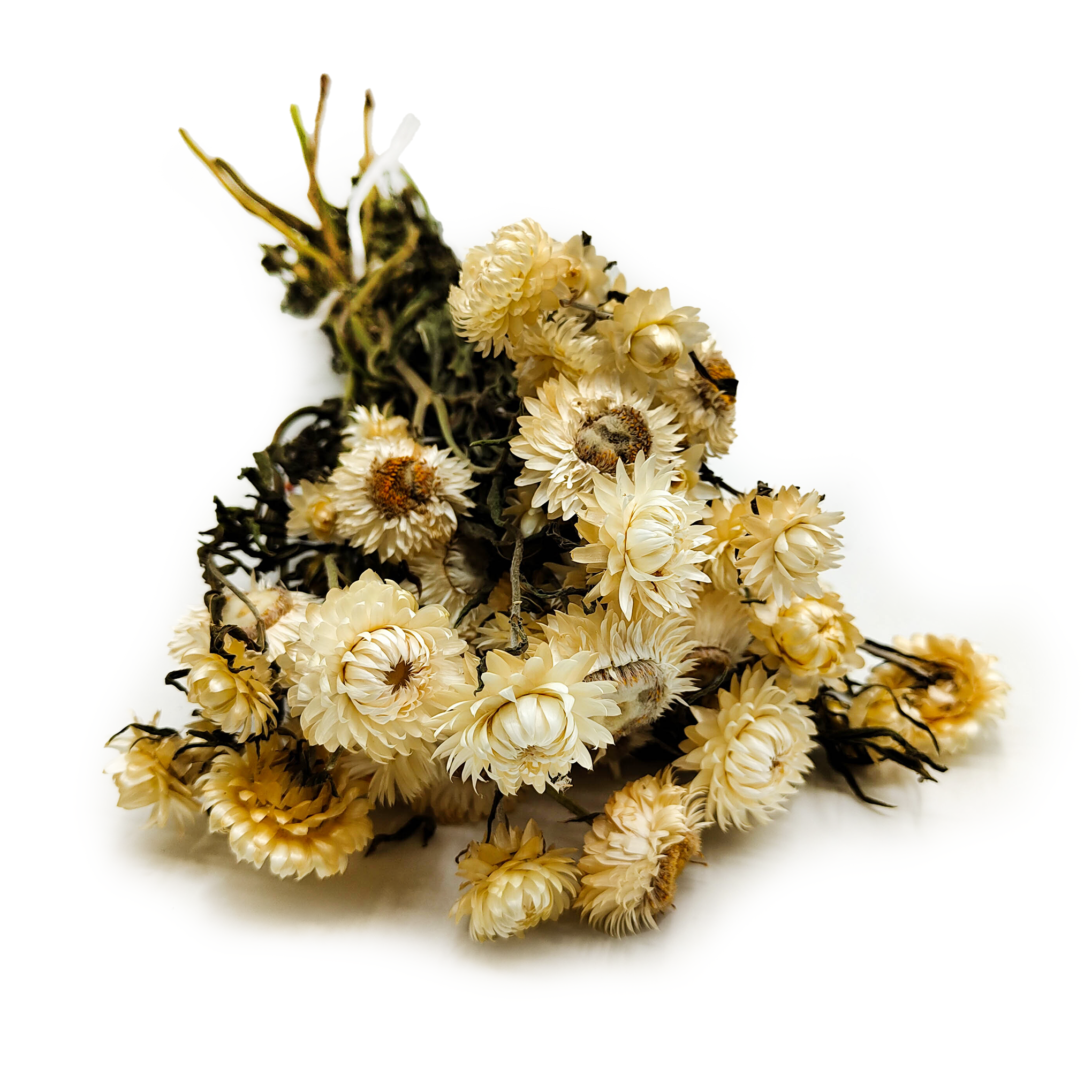 Dried Immortelle Granvia® - (Helichrysum Granvia®) - Natural White