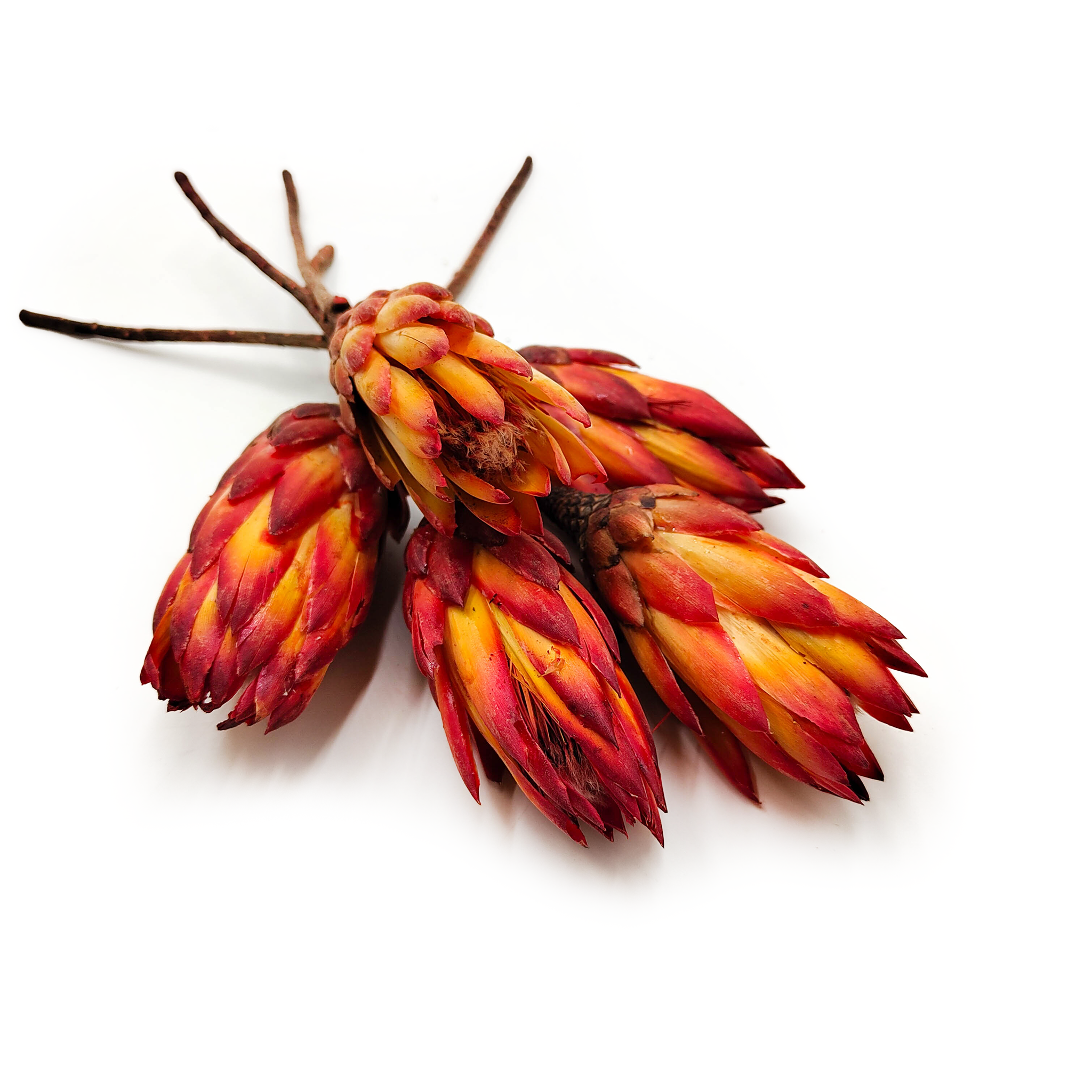 Dried Protea (Protea Repens) - Red 5 pieces