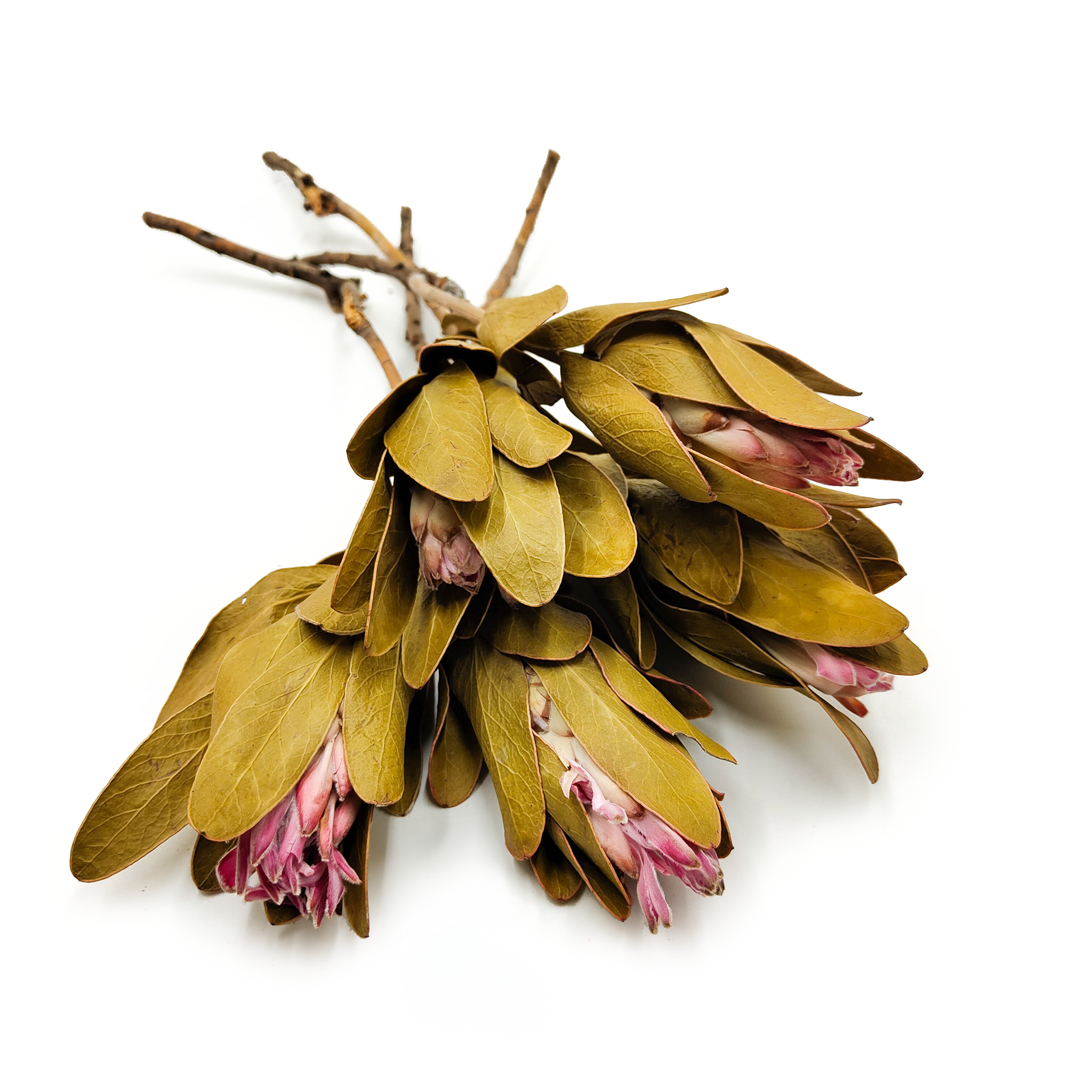 Dried Protea (Protea Repens) - Pink 5 pieces
