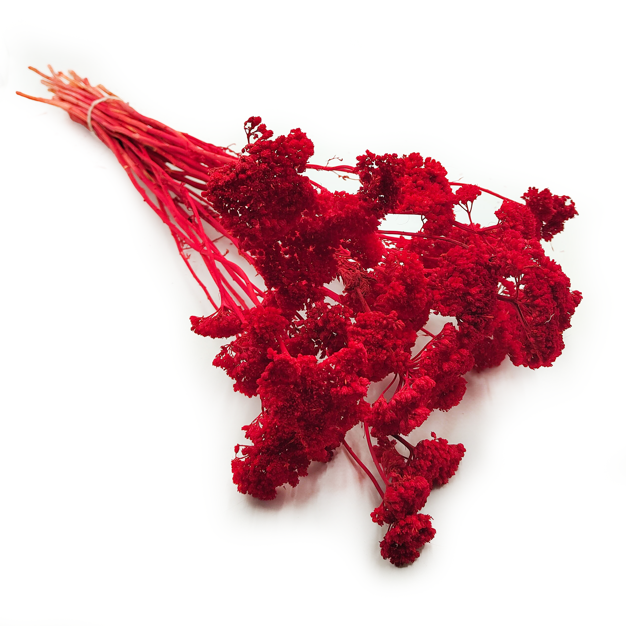 Dried Yarrow - Achillea - Red