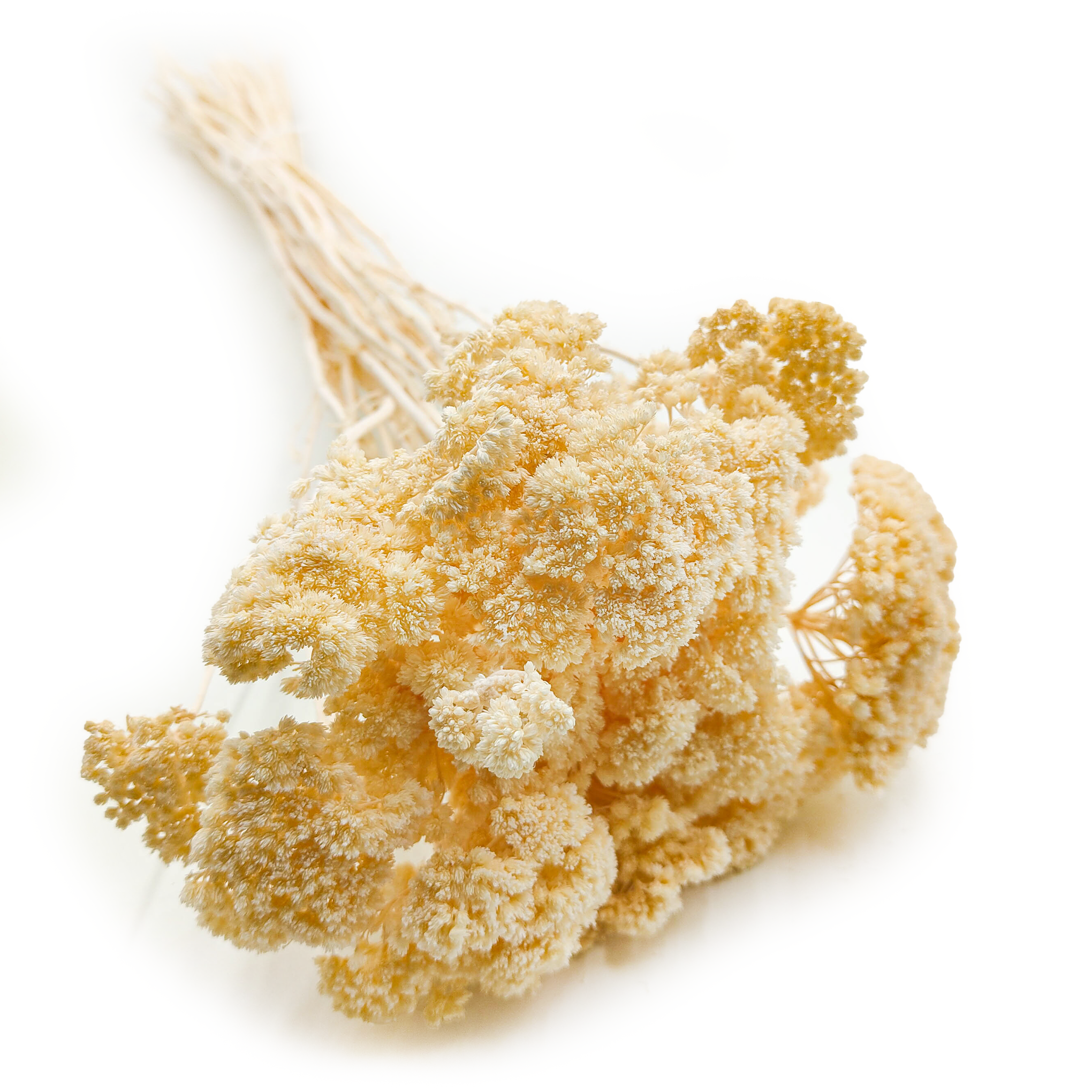 Dried Yarrow (Achillea) – Bleached