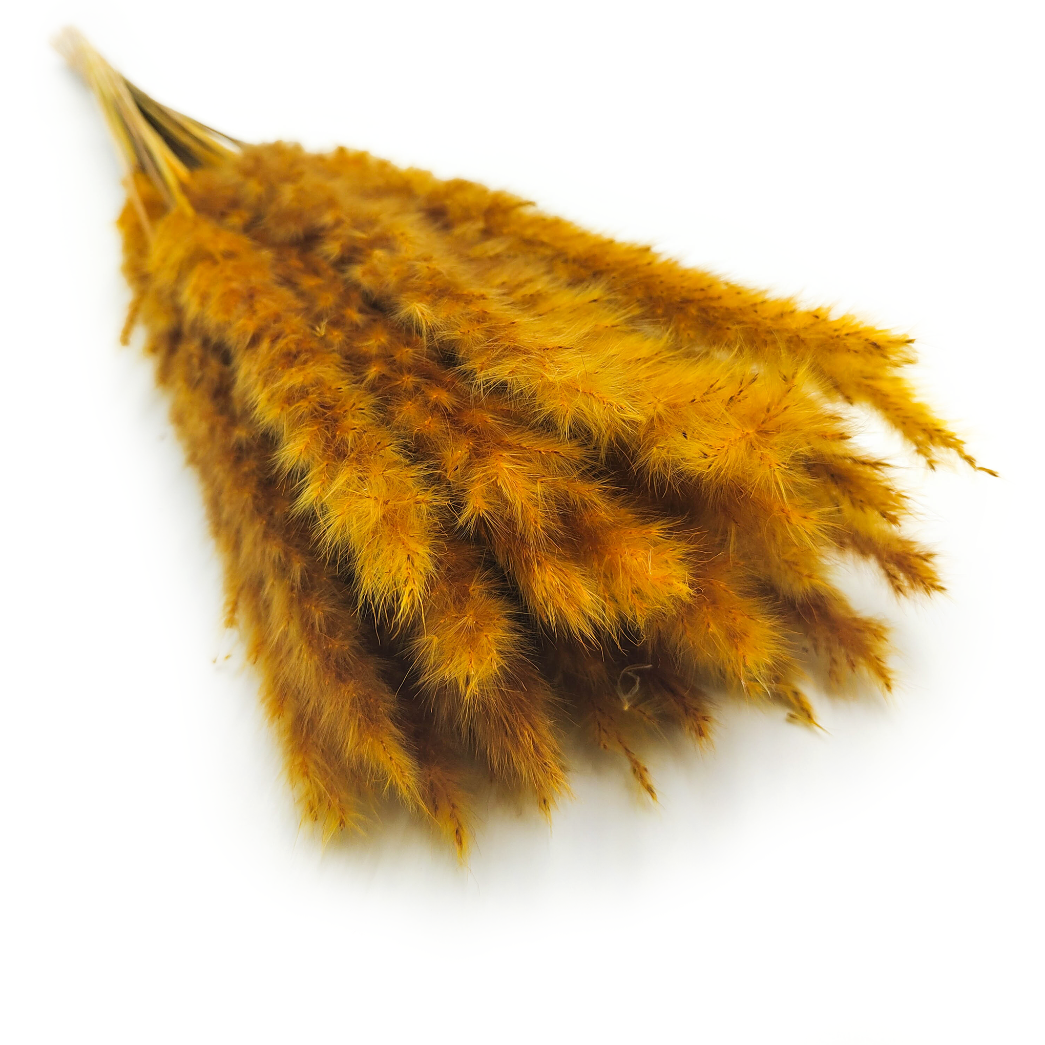 Pampas Grass Mini - Mustard