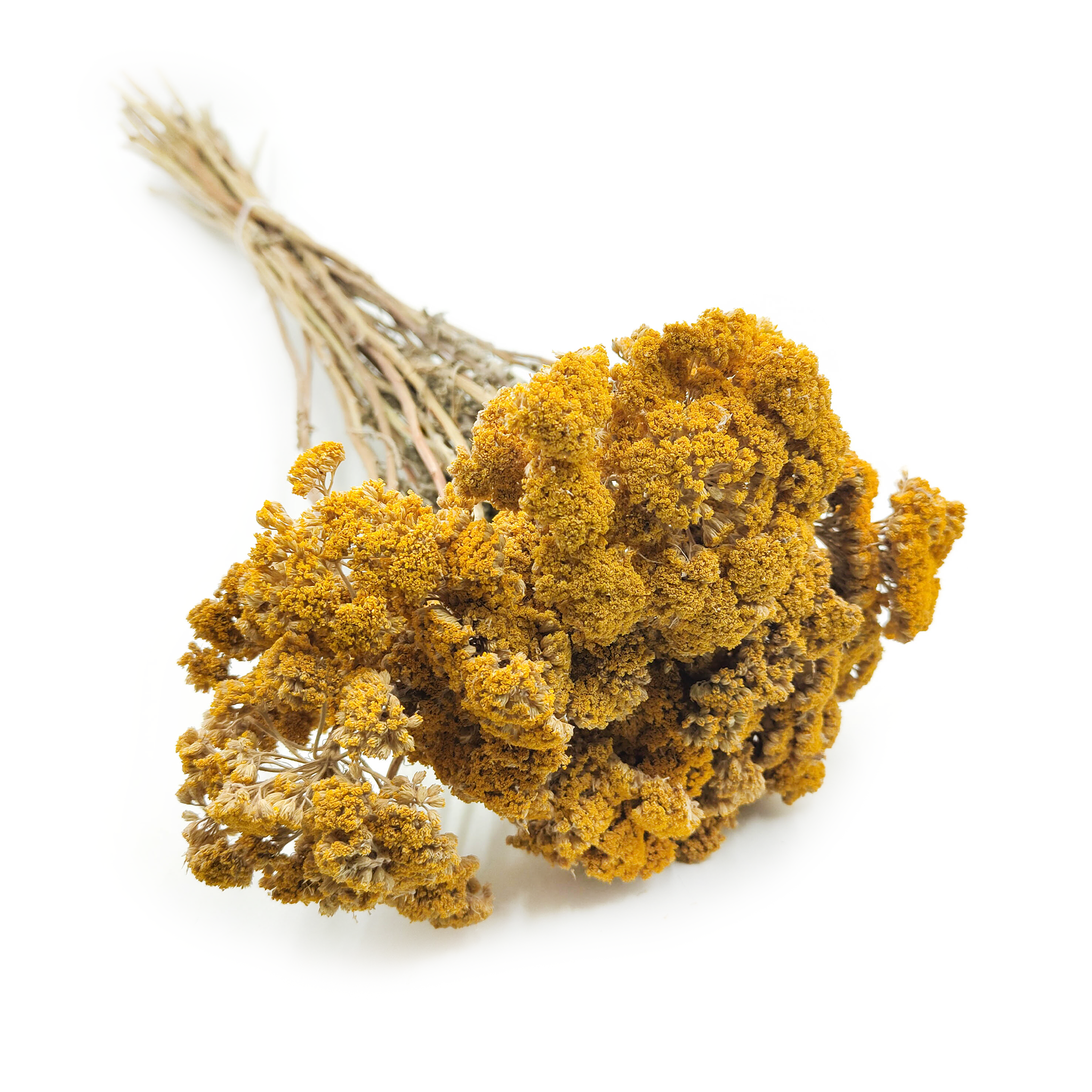 Dried Yarrow - Achillea - Yellow