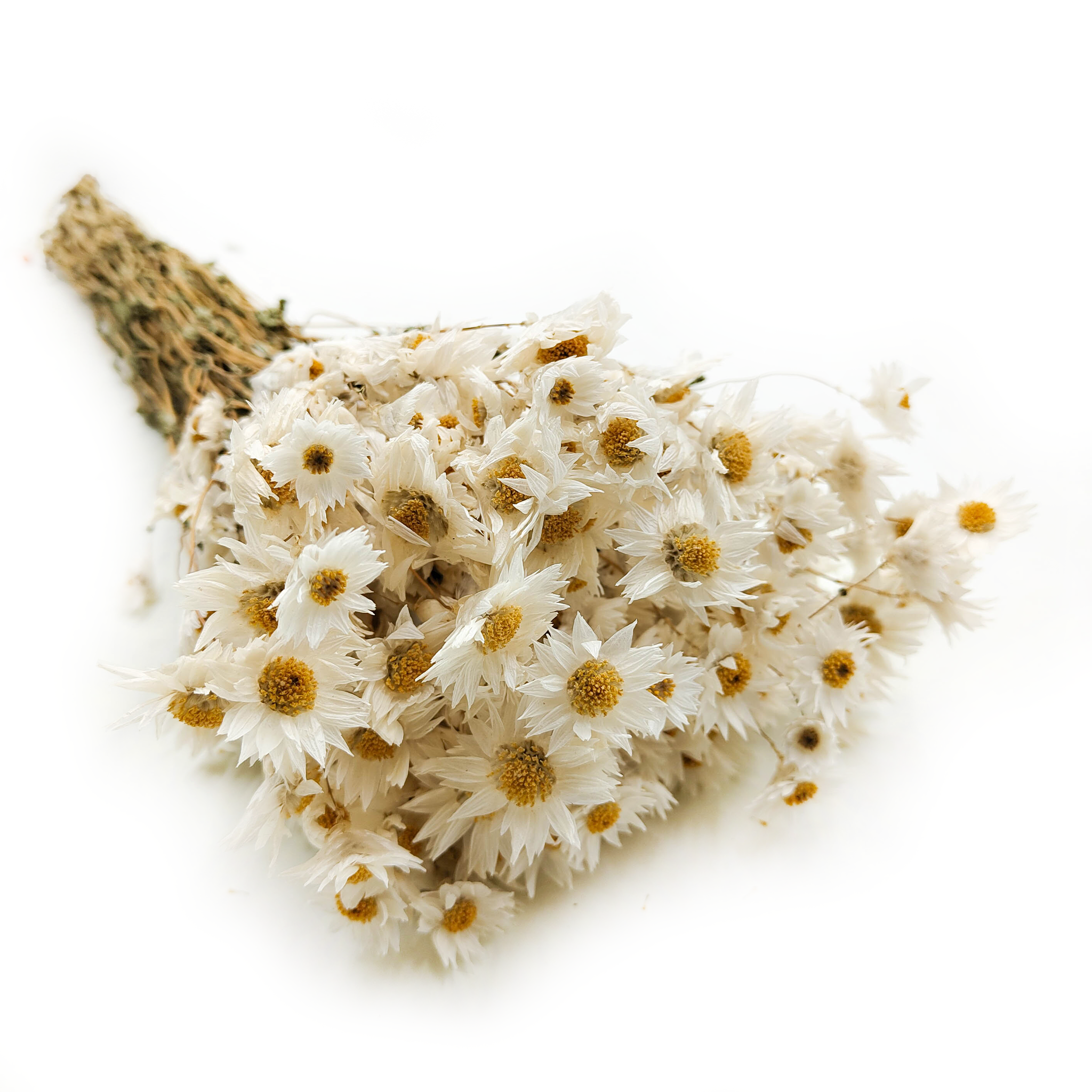 Dried Mangles' Rhodanthe - Everlasting Flower - (Rhodanthe) - White