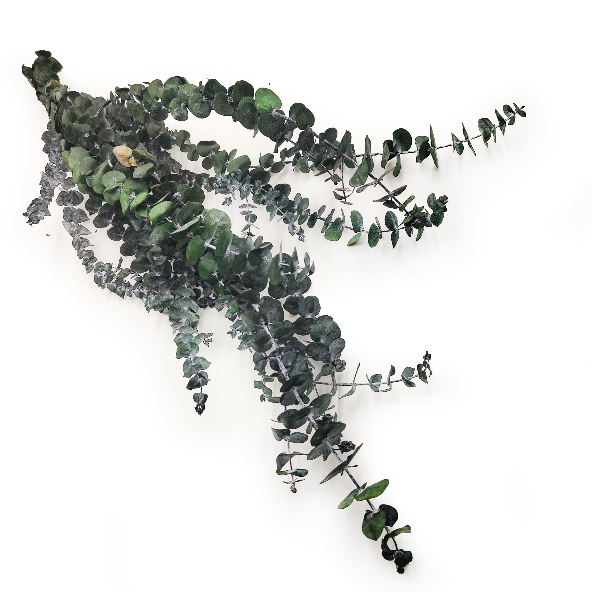 Stabilized Eucalyptus - Baby - Green
