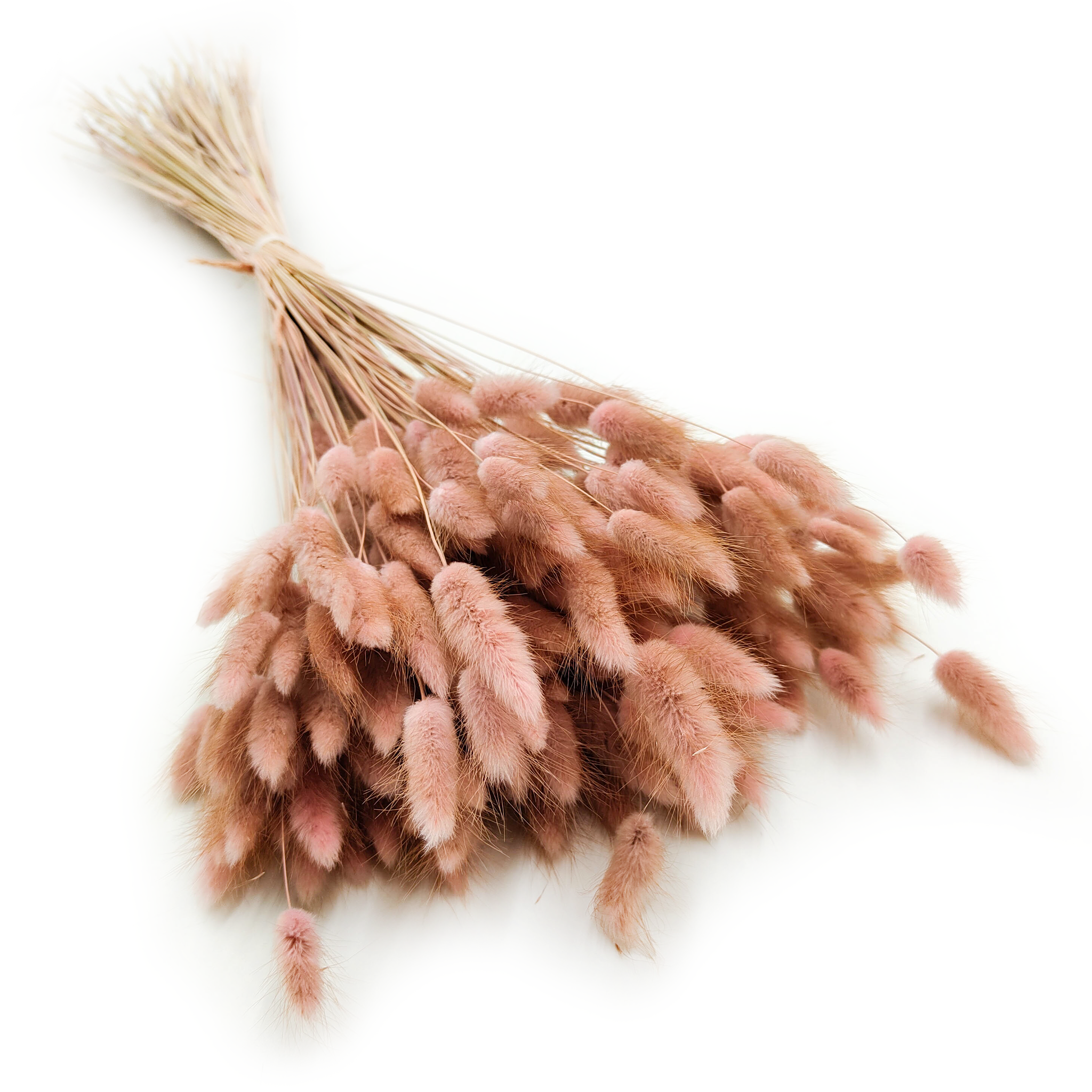 Dried Bunny Tails (Lagurus) - Antique Pink