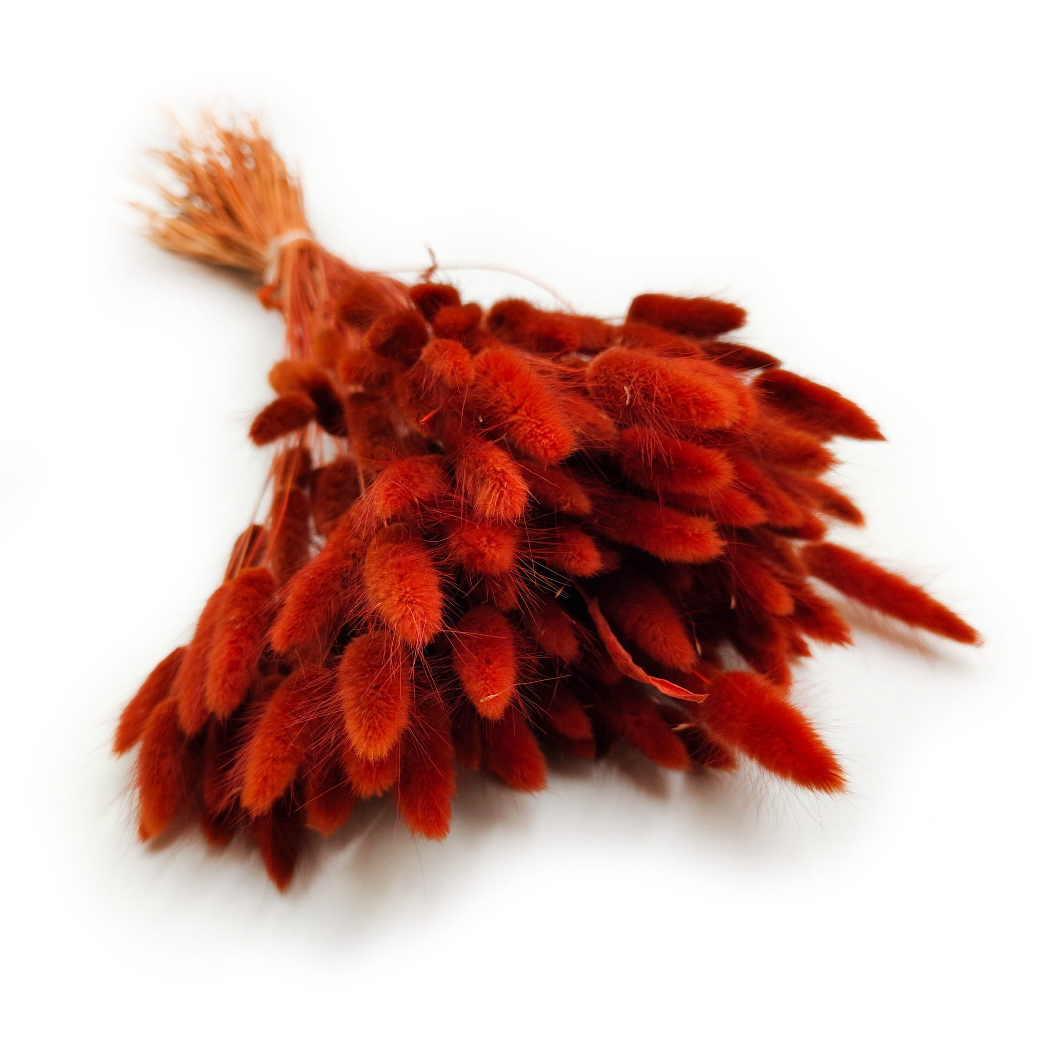 Dried Bunny Tails (Lagurus) - Brown