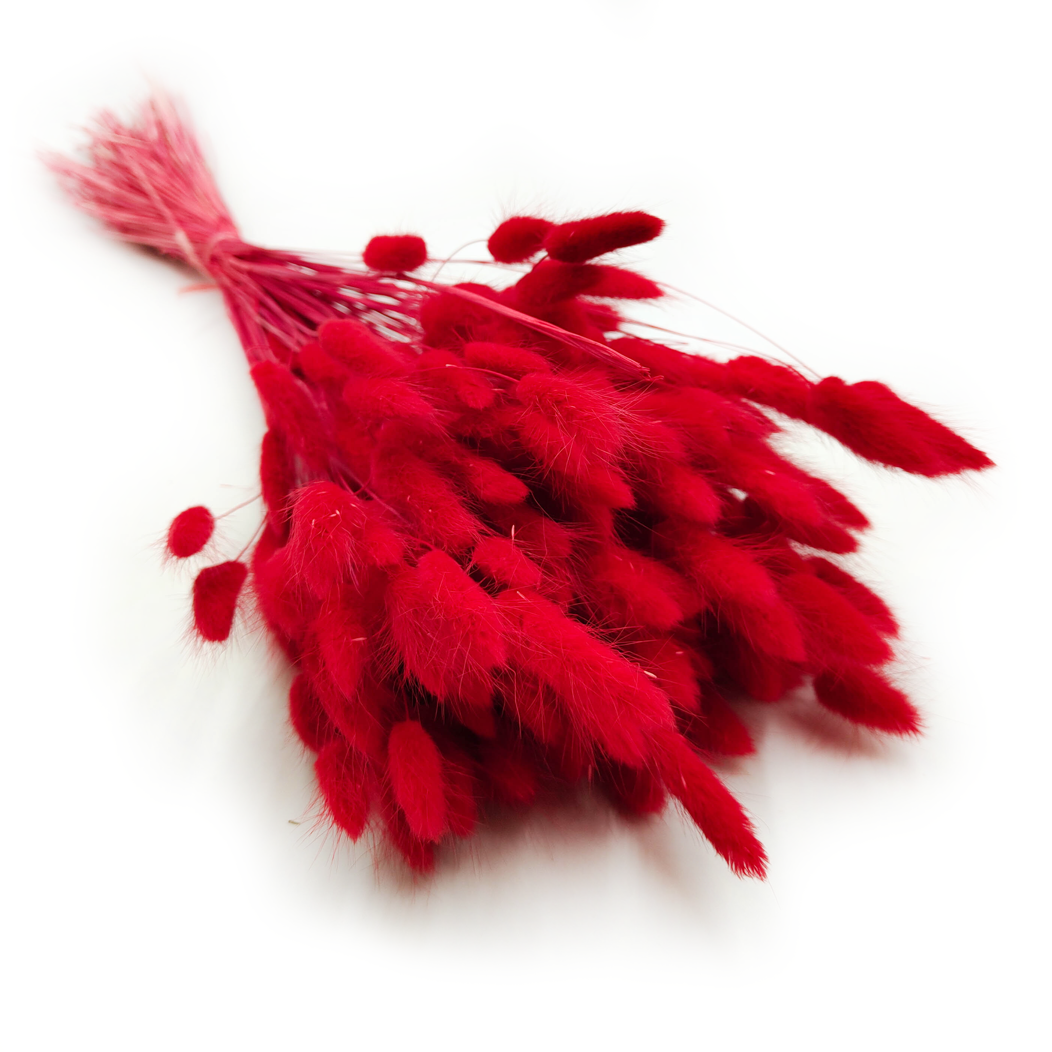 Dried Bunny Tails (Lagurus) - Red