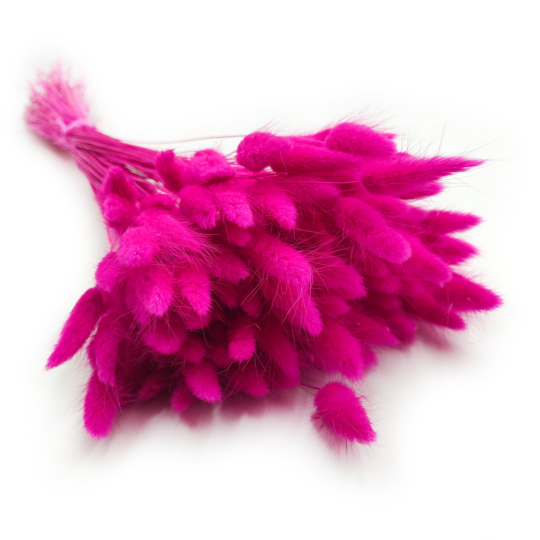 Dried Bunny Tails (Lagurus) - Fuchsia