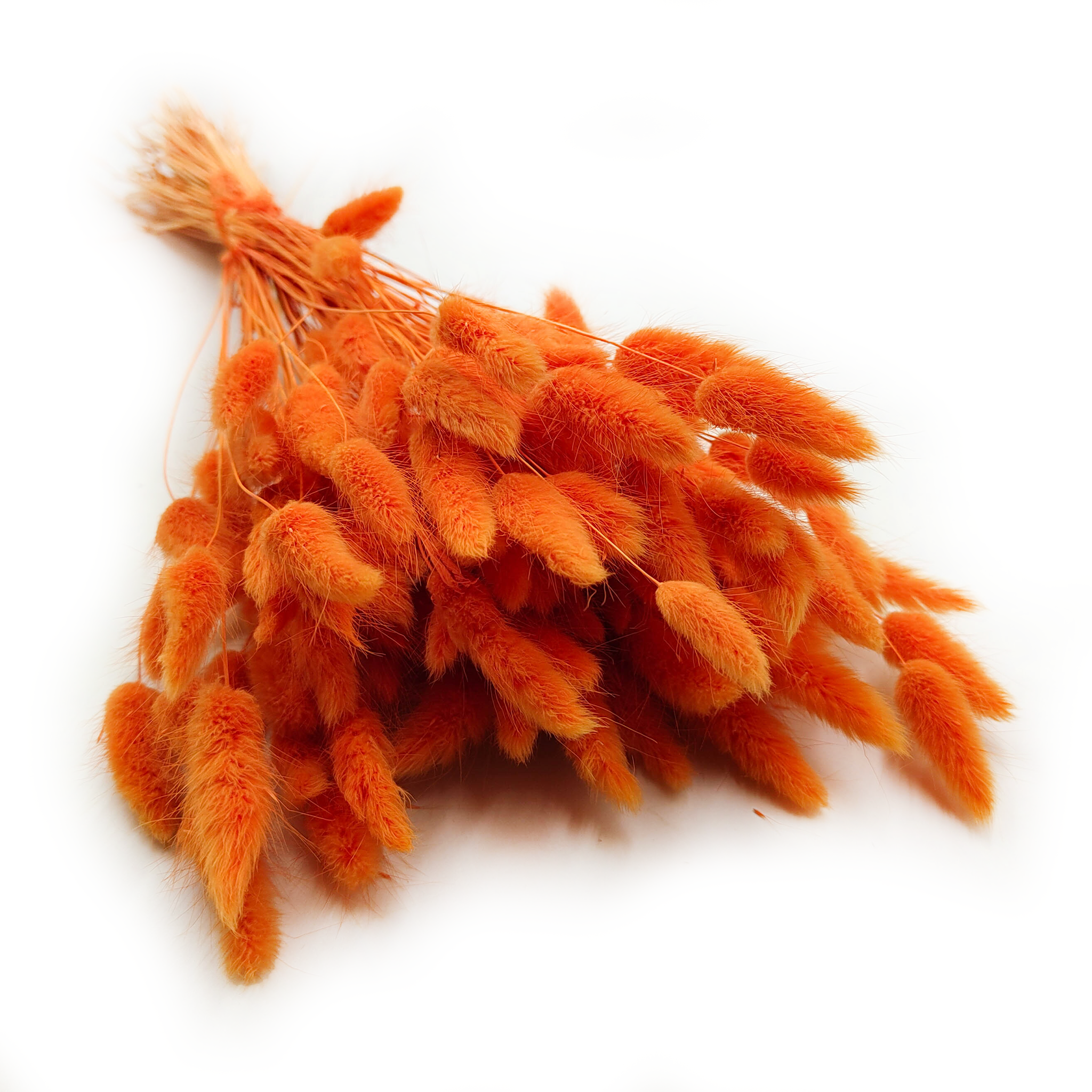 Dried Bunny Tails (Lagurus) - Mandarin