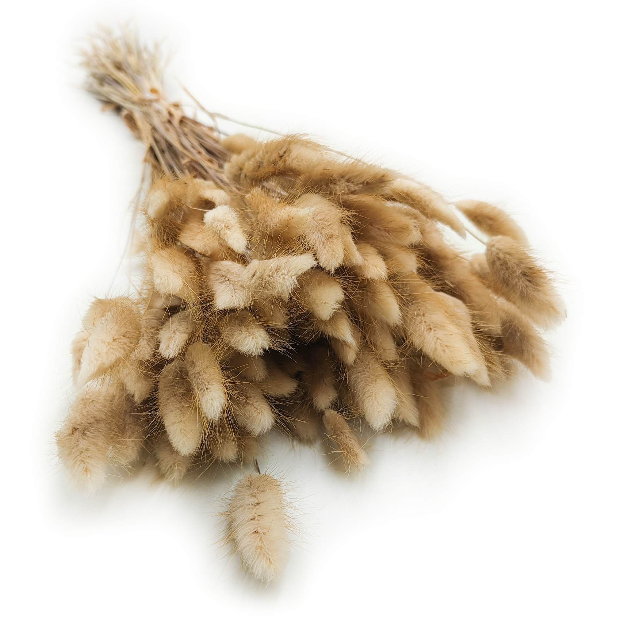 Dried Bunny Tails (Lagurus) - Natural