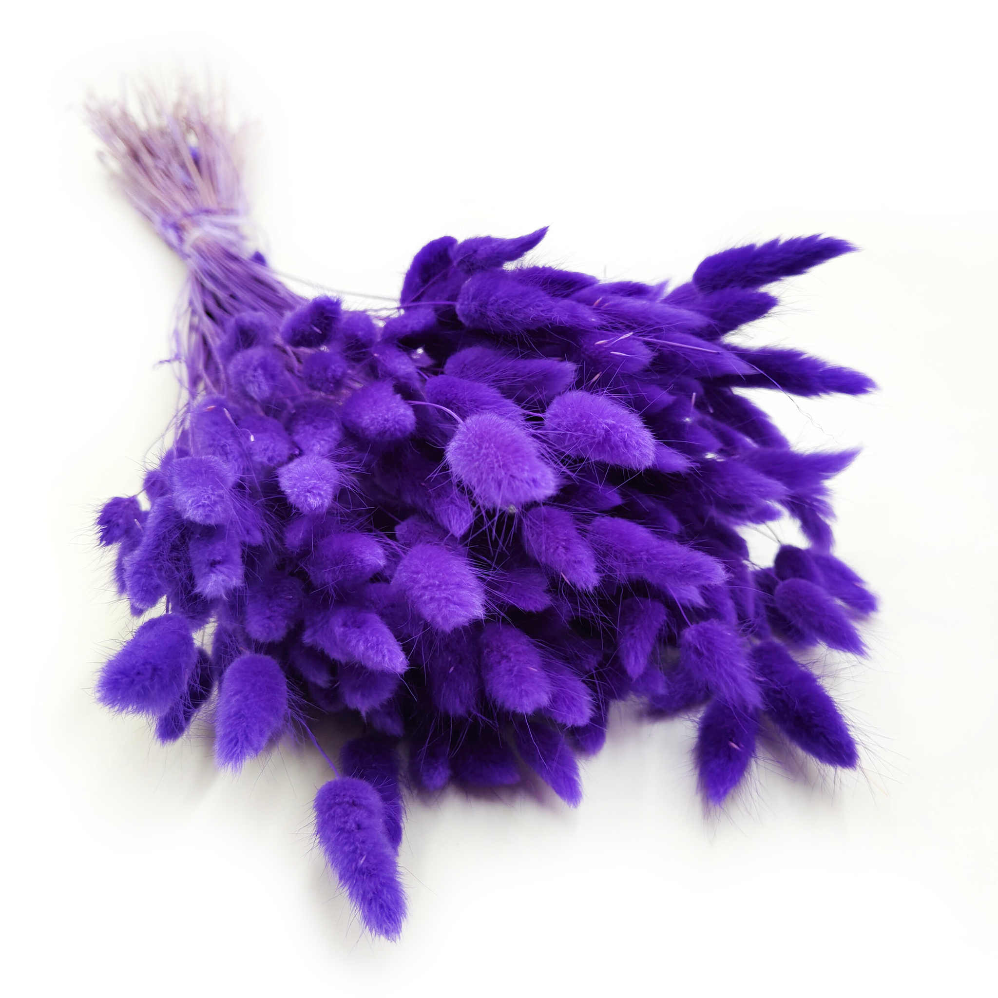 Dried Bunny Tails (Lagurus) - Ultra violet