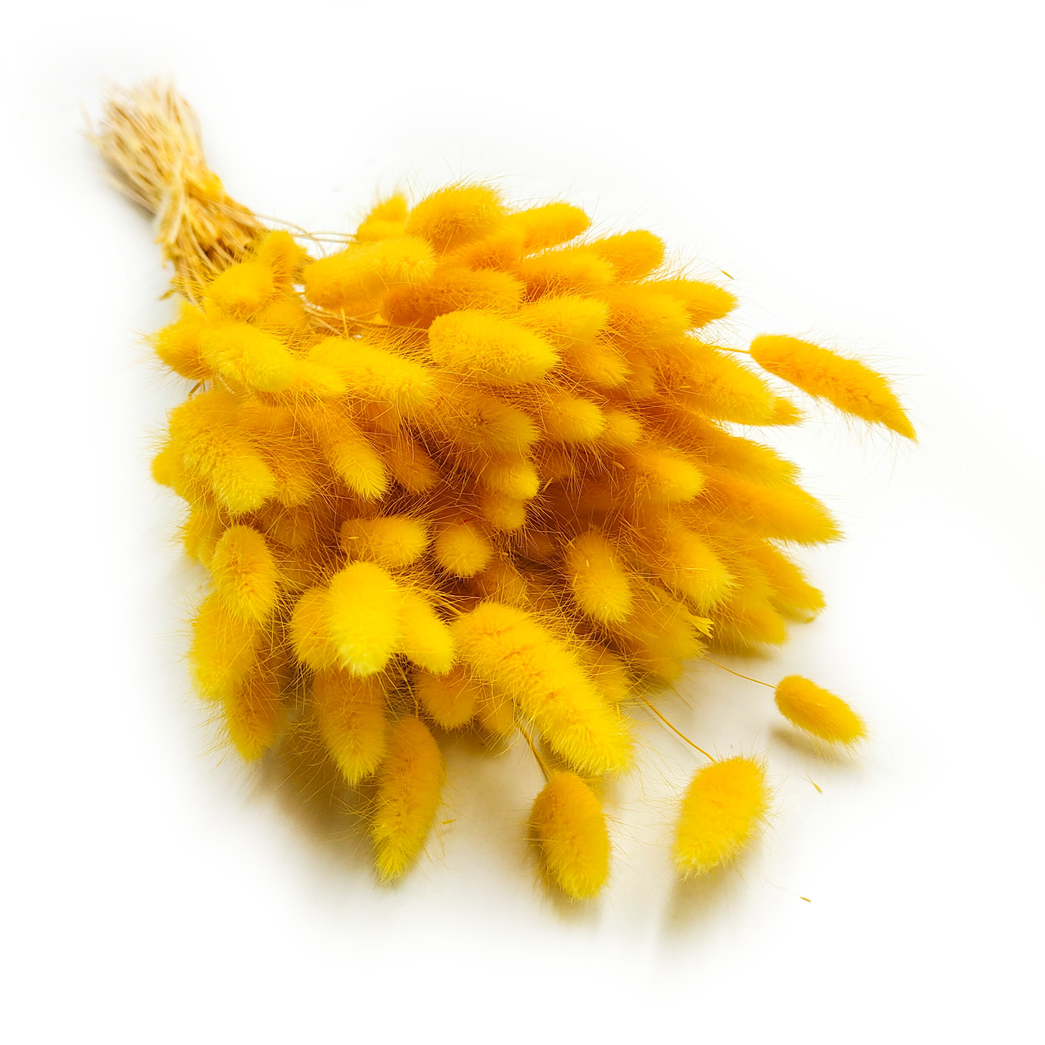 Dried Bunny Tails (Lagurus) - Yellow