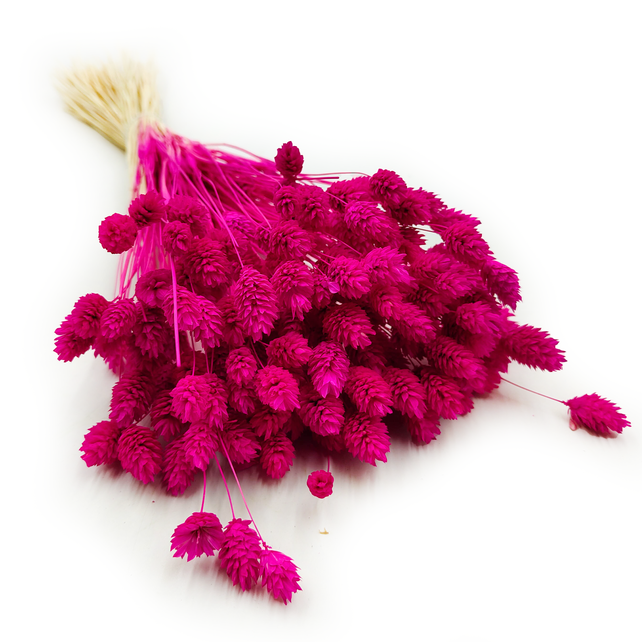 Dried Phalaris - Canary Grass - Amaranth