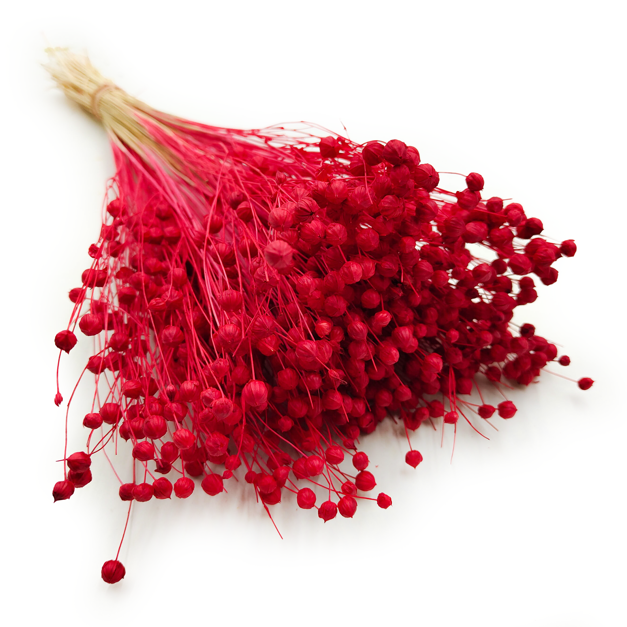 Dried Flax (Linum) - Red