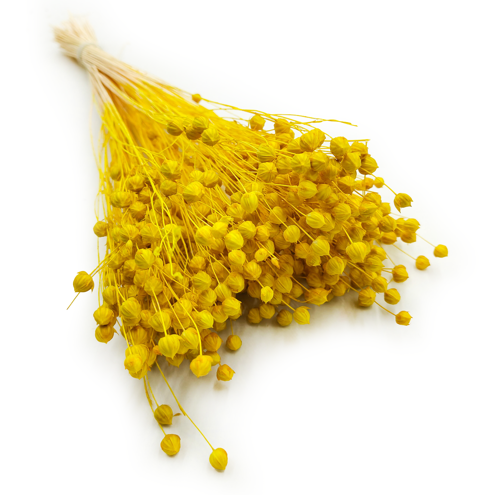 Dried Flax (Linum) - Yellow