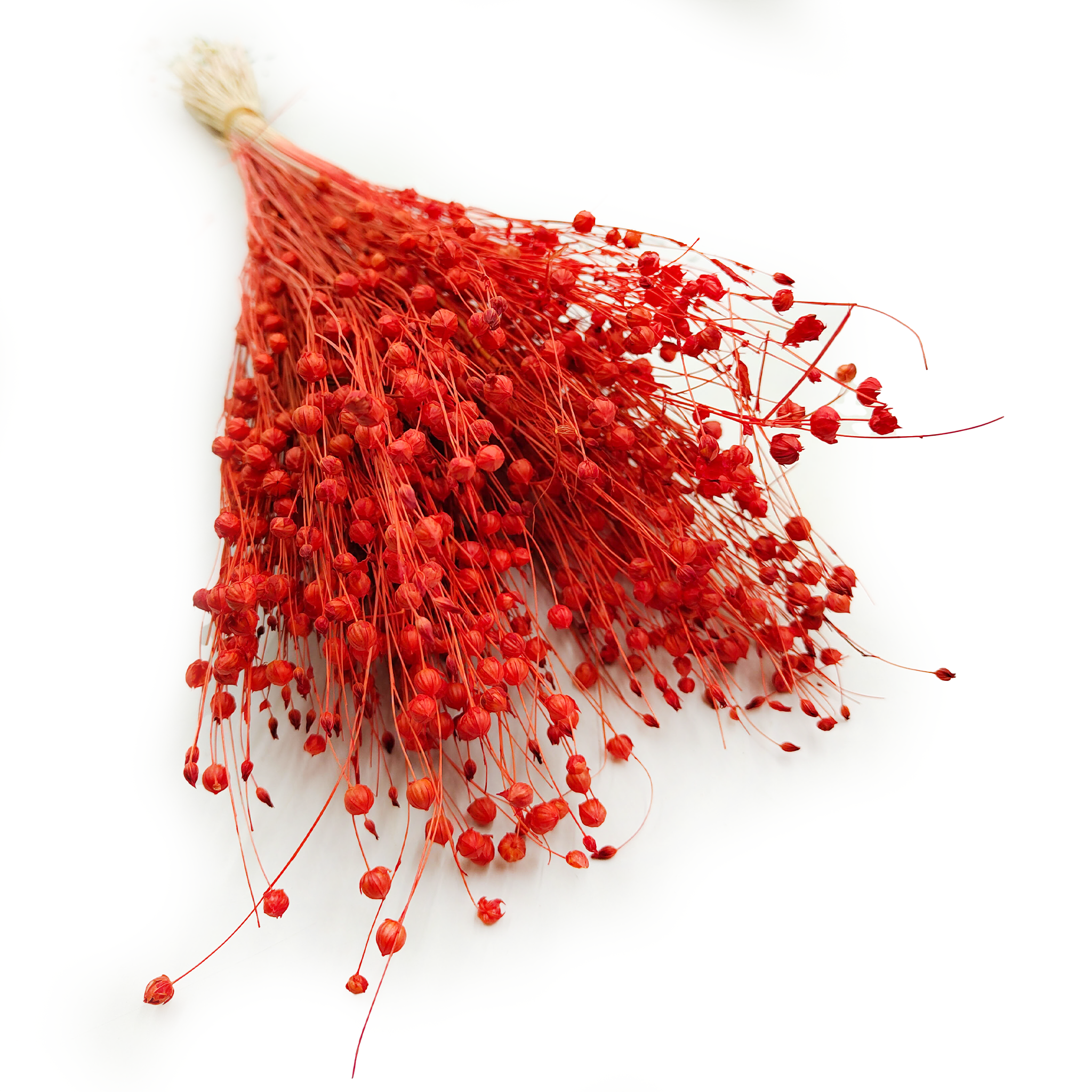 Dried Flax (Linum) - Orange