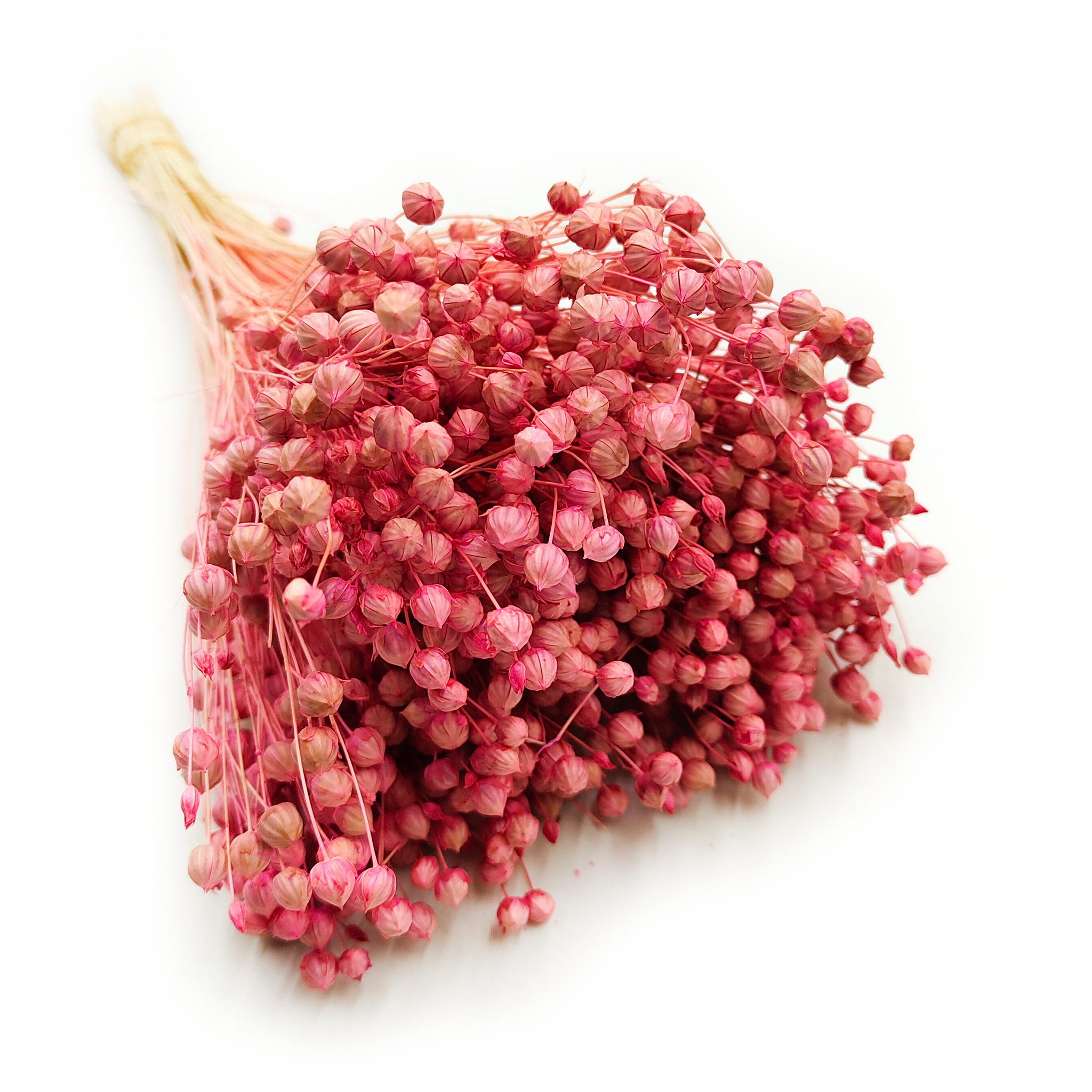 Dried Flax (Linum) - Pink
