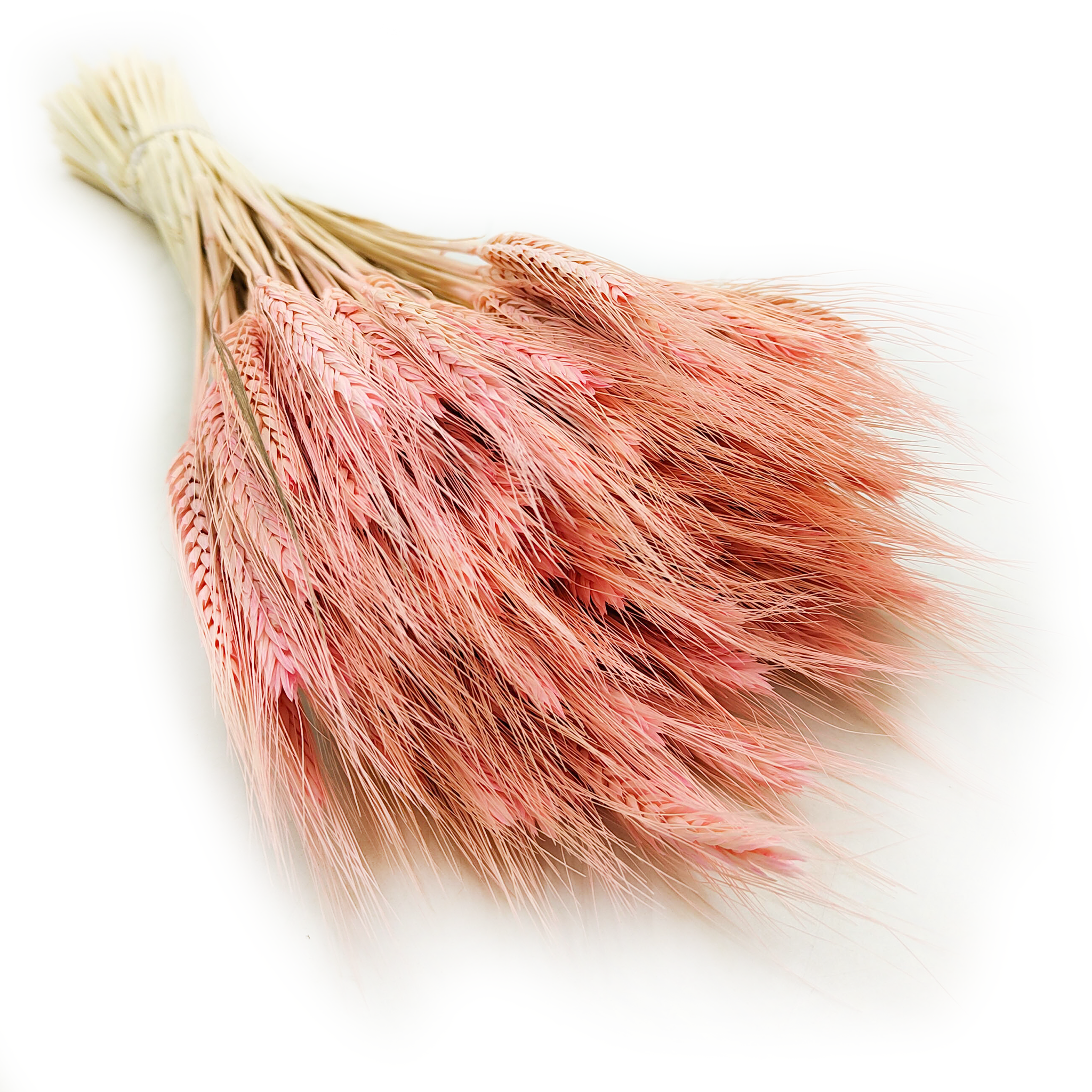 Dried Triticale - Pink