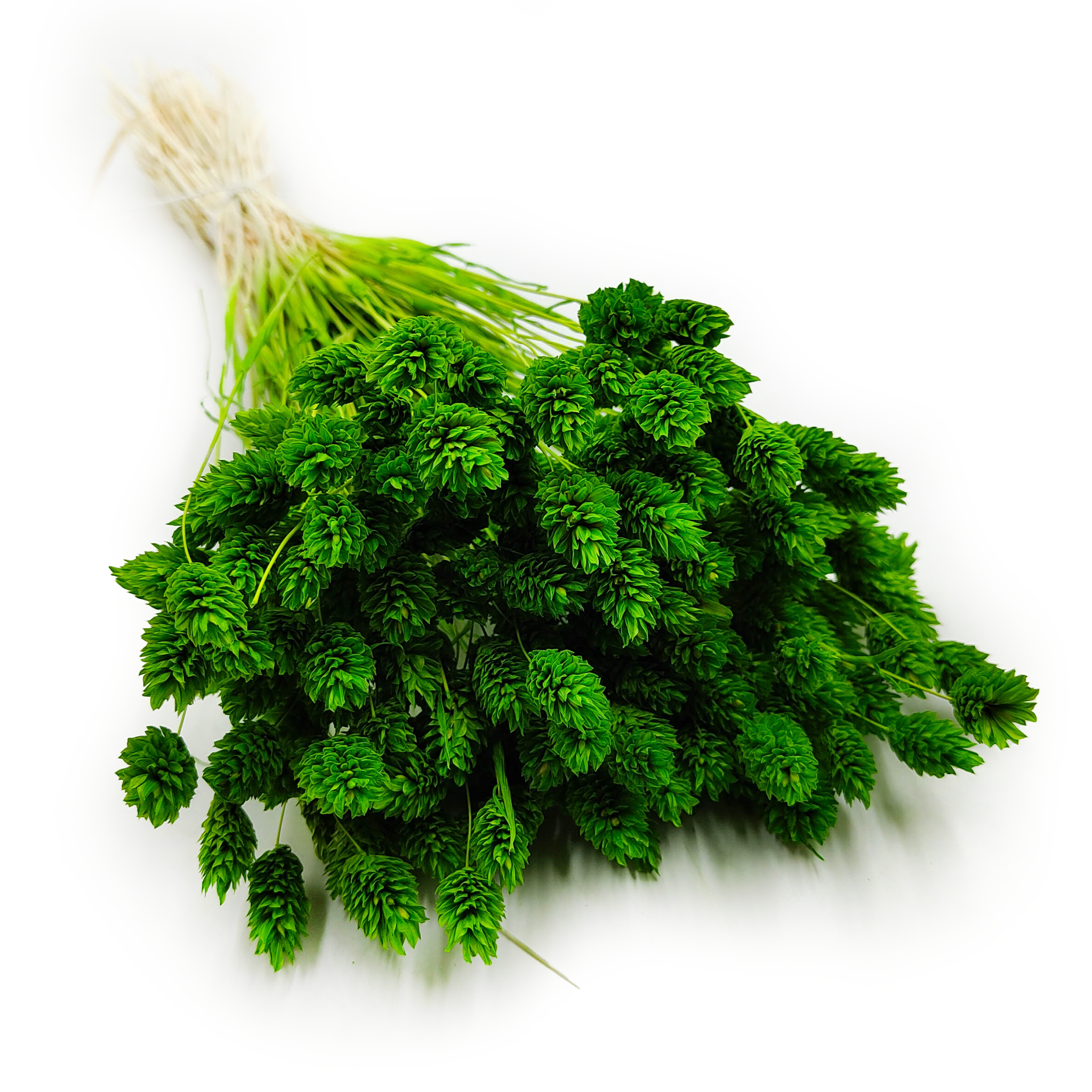 Dried Phalaris - Canary Grass - Green
