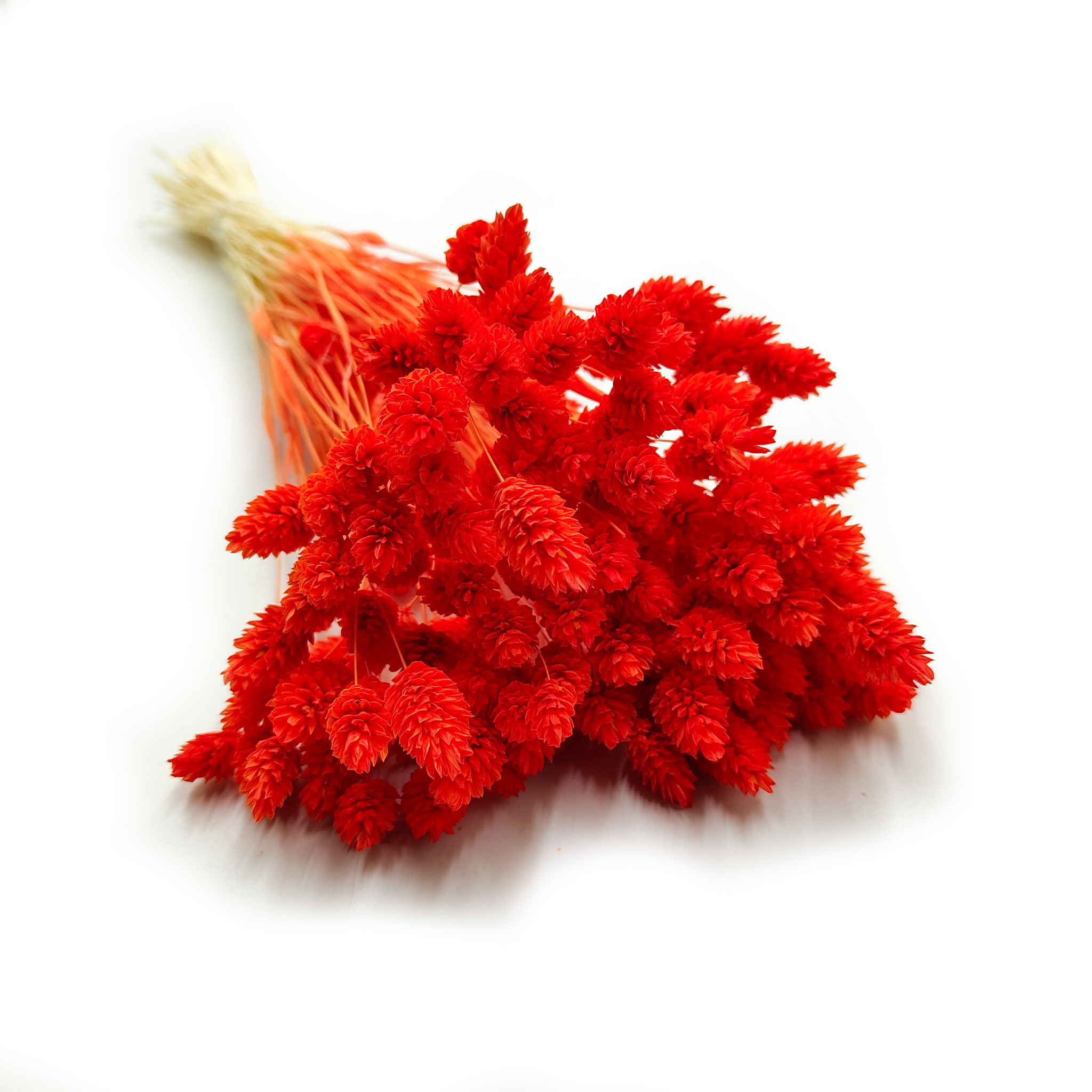 Dried Phalaris - Canary Grass - Orange