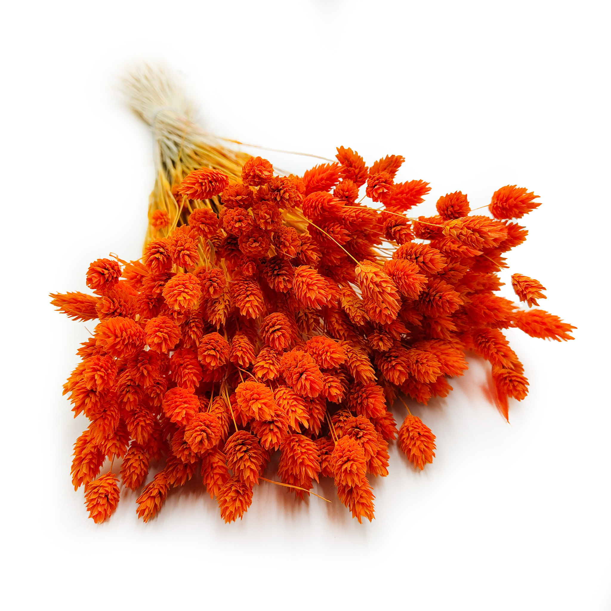 Dried Phalaris - Canary Grass - Mandarin Orange