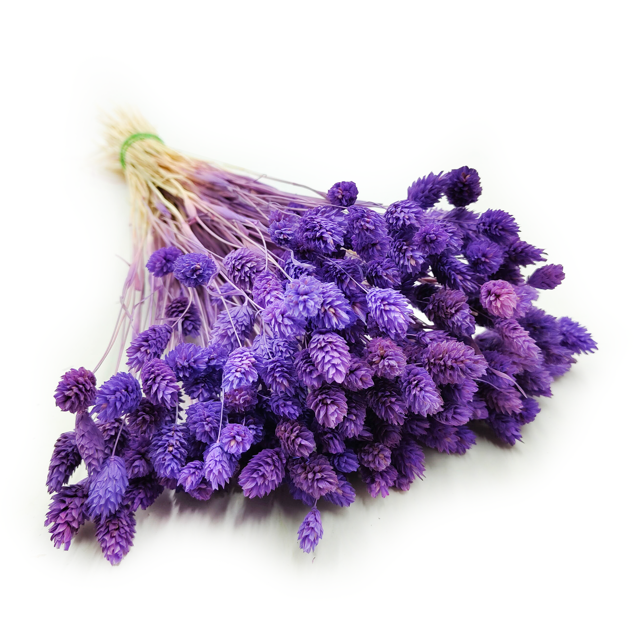 Dried Phalaris - Canary Grass - Purple