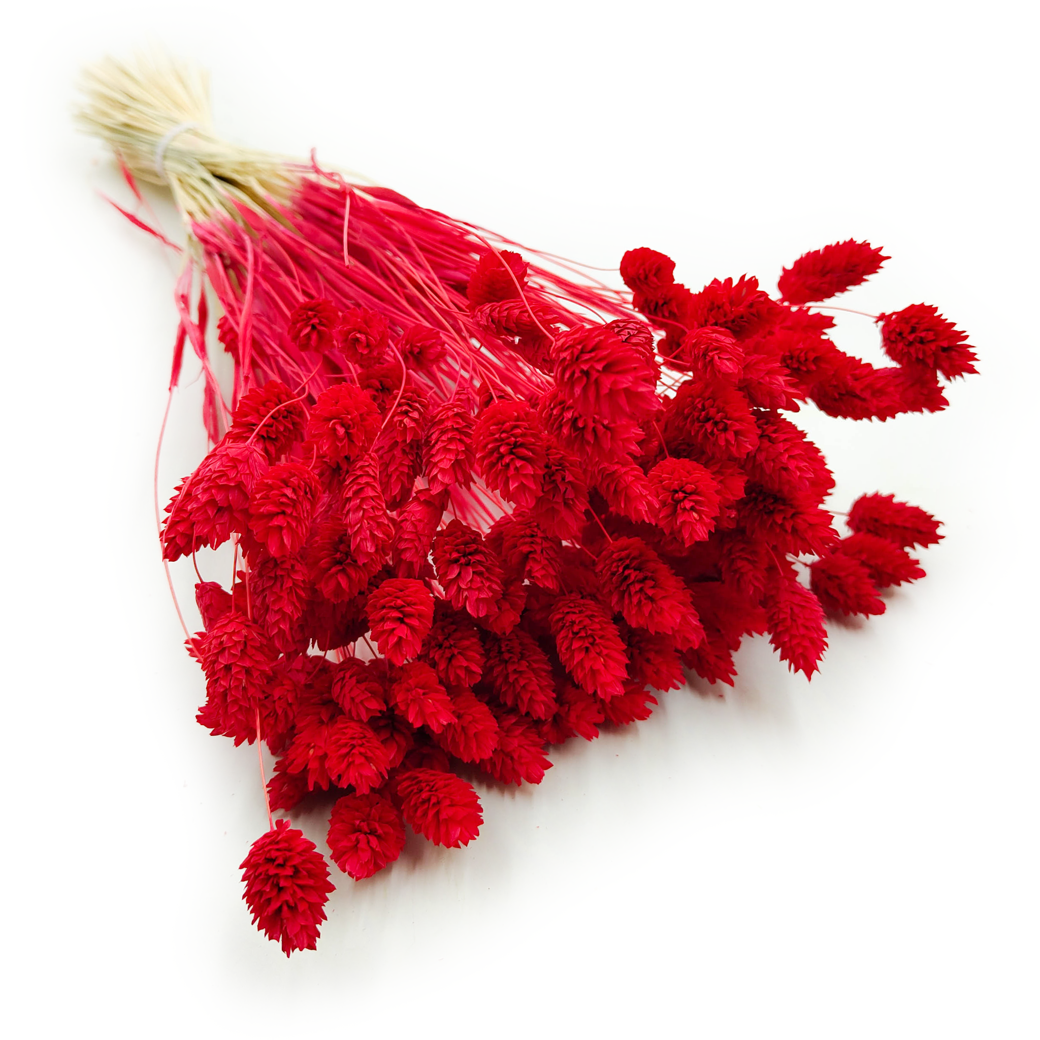 Dried Phalaris - Canary Grass - Red