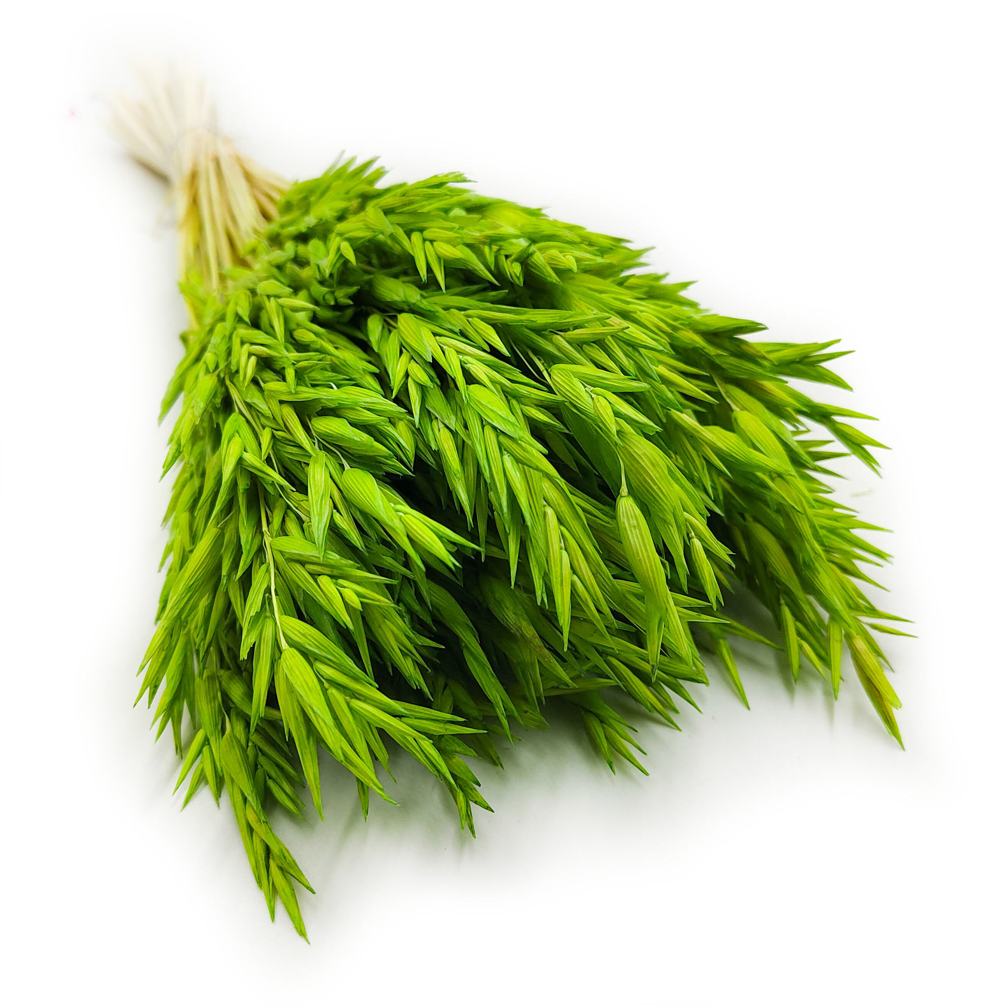 Dried Oats – Light green