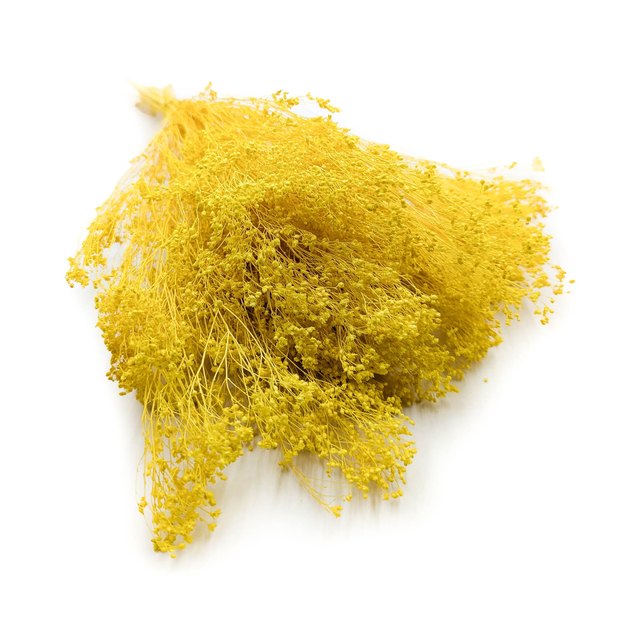 Broom Bloom (Cytisus Scoparius) – Yellow