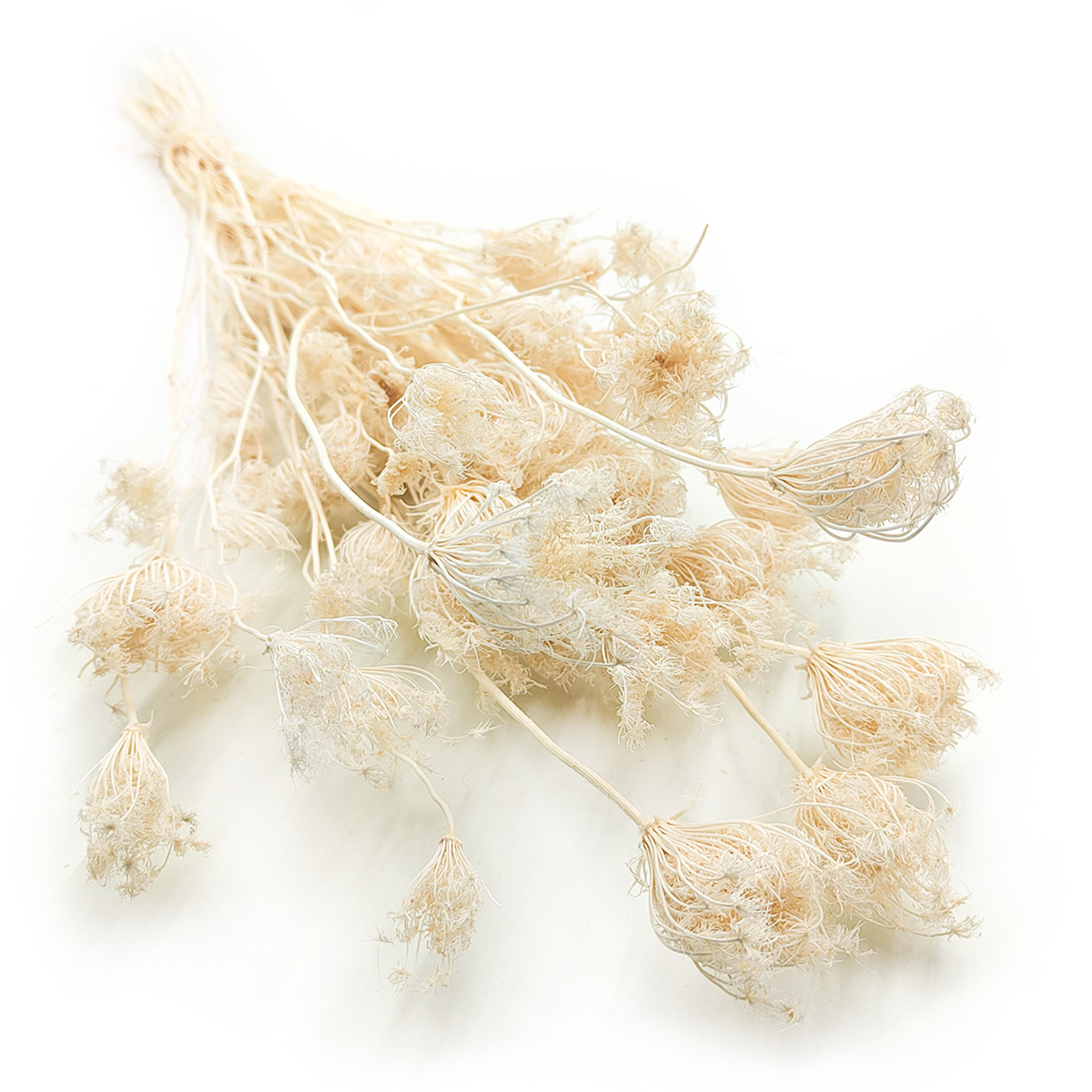 Fennel – Bleached