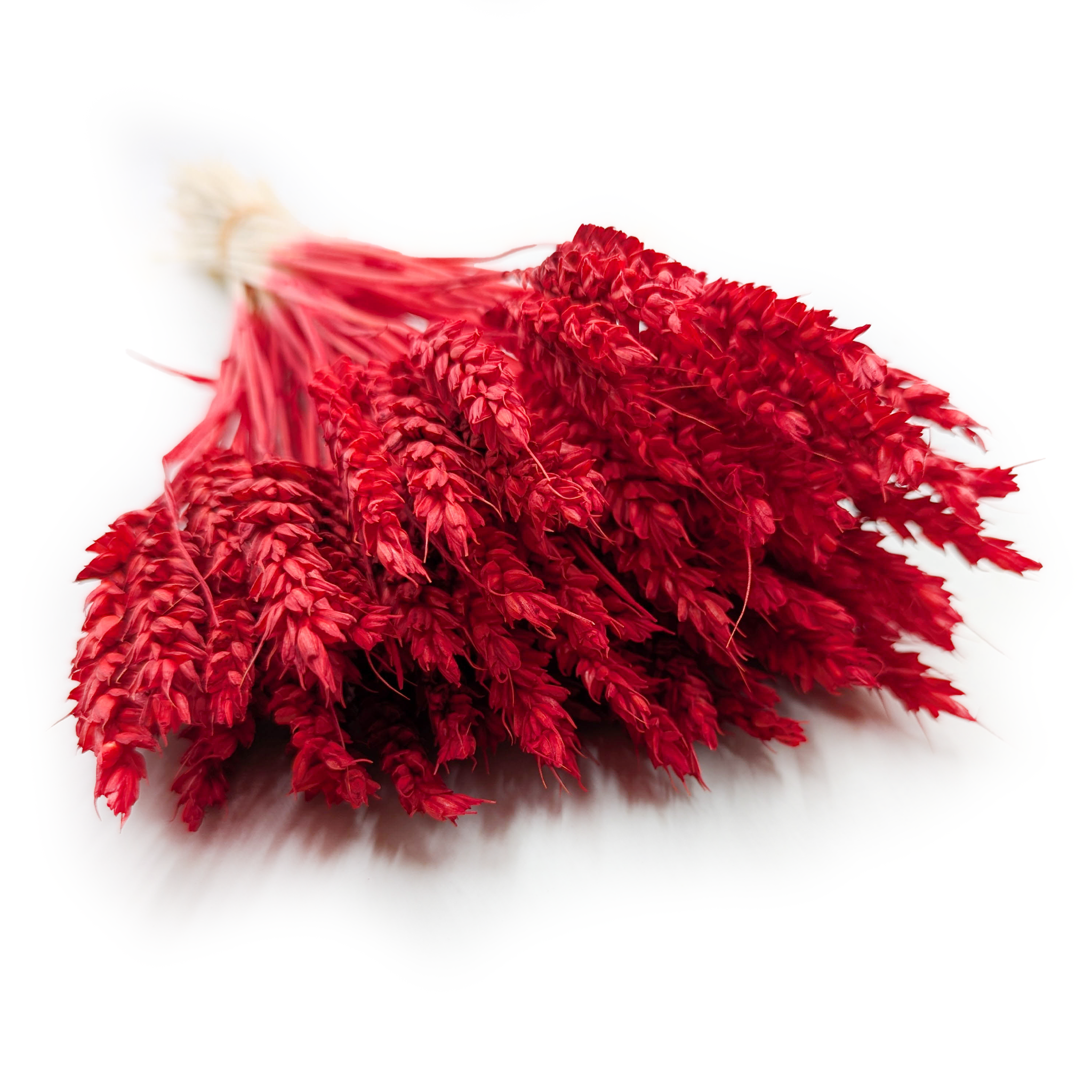 Dried Wheat -Red