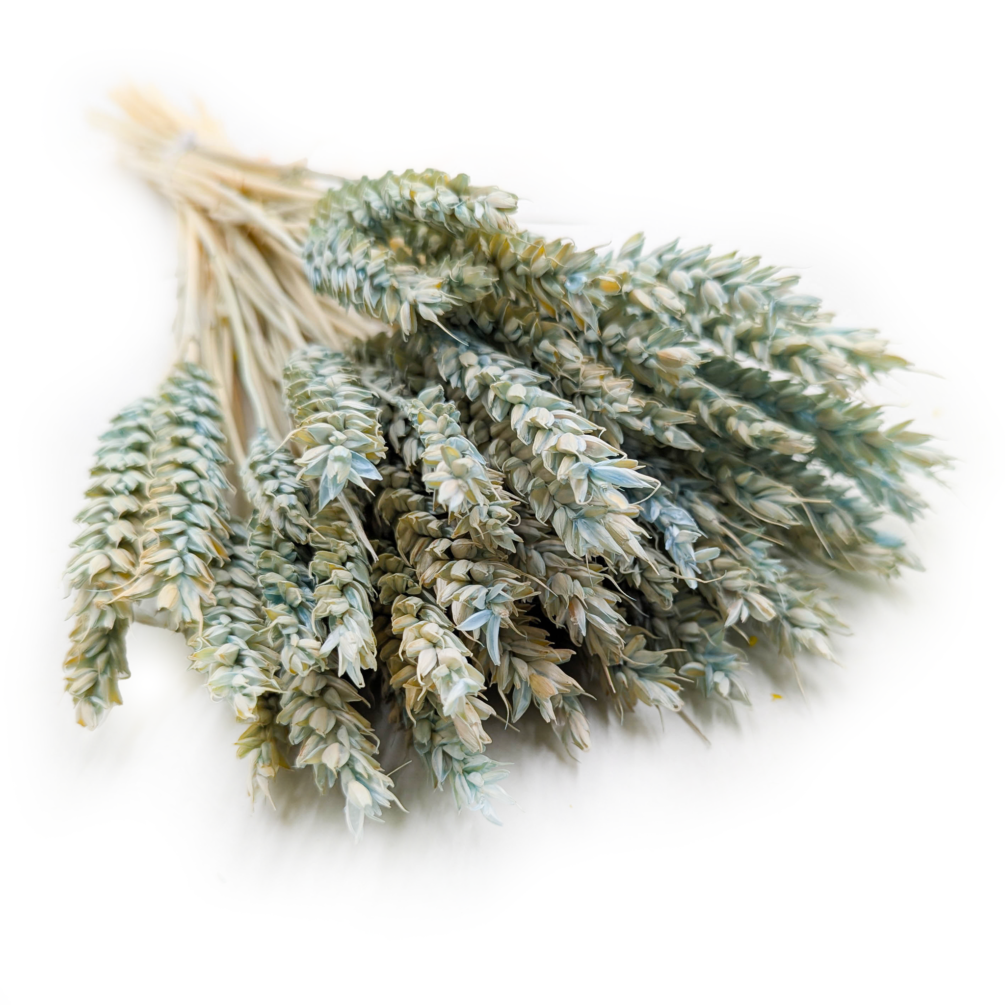 Dried Wheat - Mint