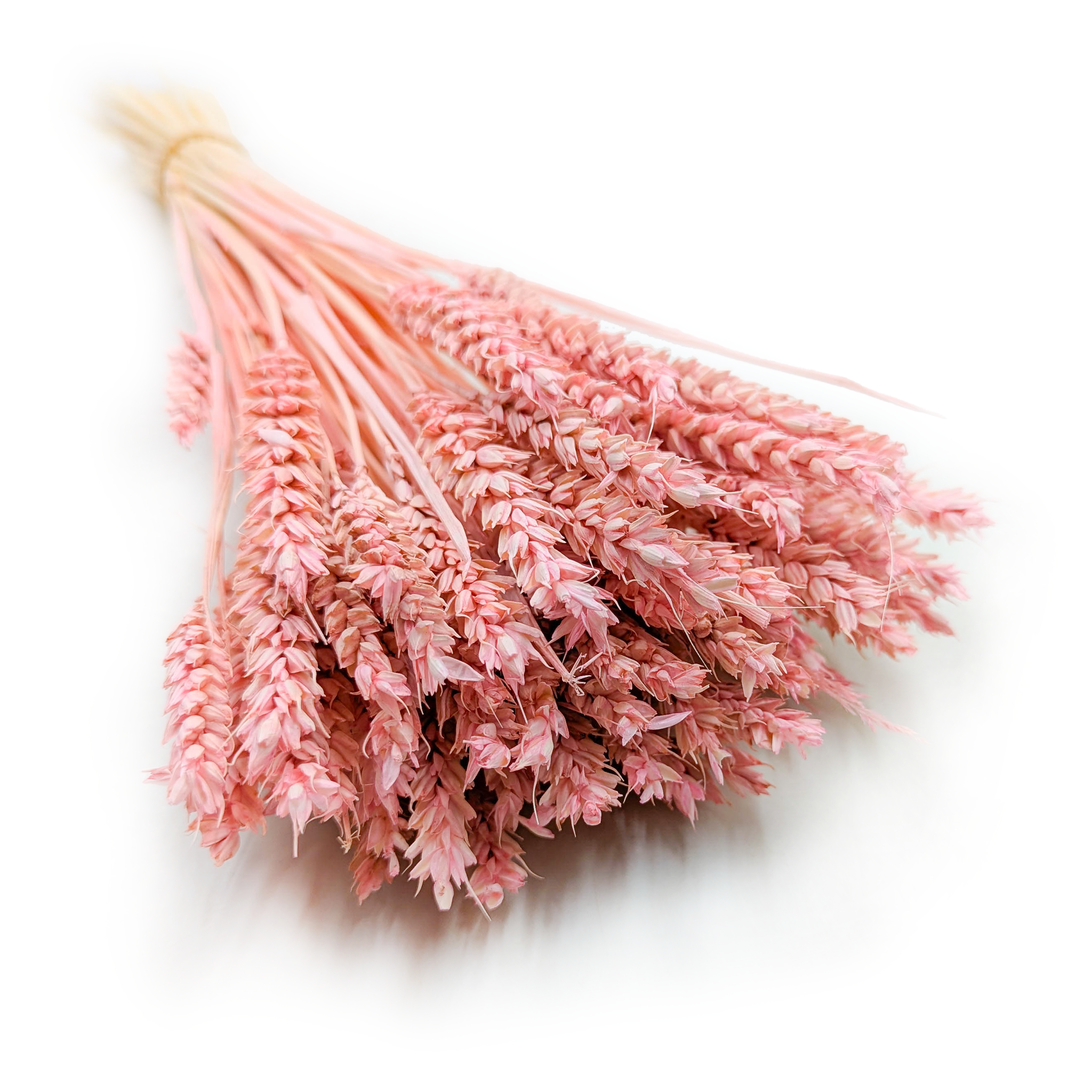 Dried Wheat - Pink